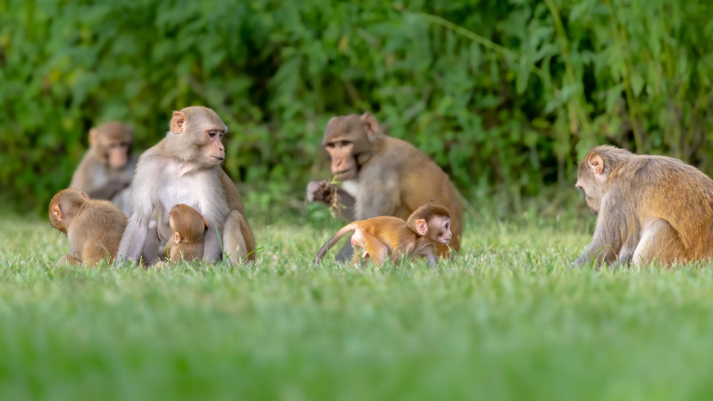 group-of-macaques-socializing-in-grassy-field-florida.jpg