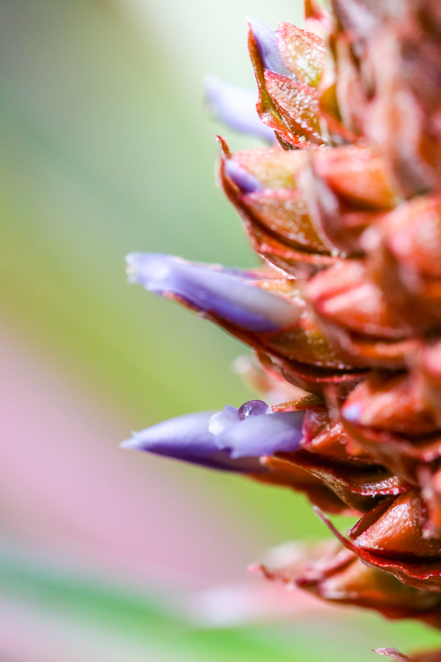 bromeliad-flower-dew-drops-macro-texture.jpg
