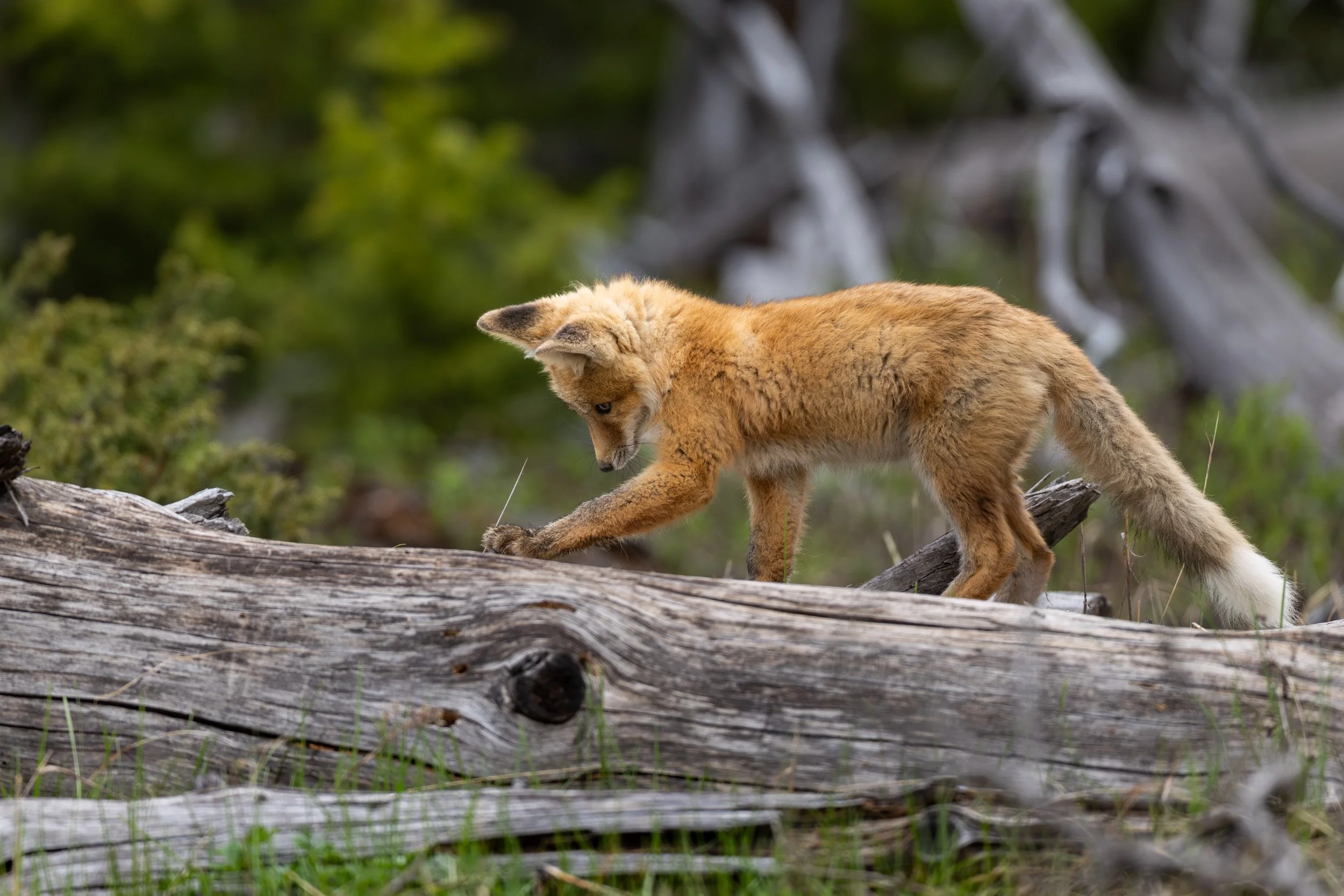 A red fox kit playing curiously along the top of a large, weathered gray log in a wooded area.