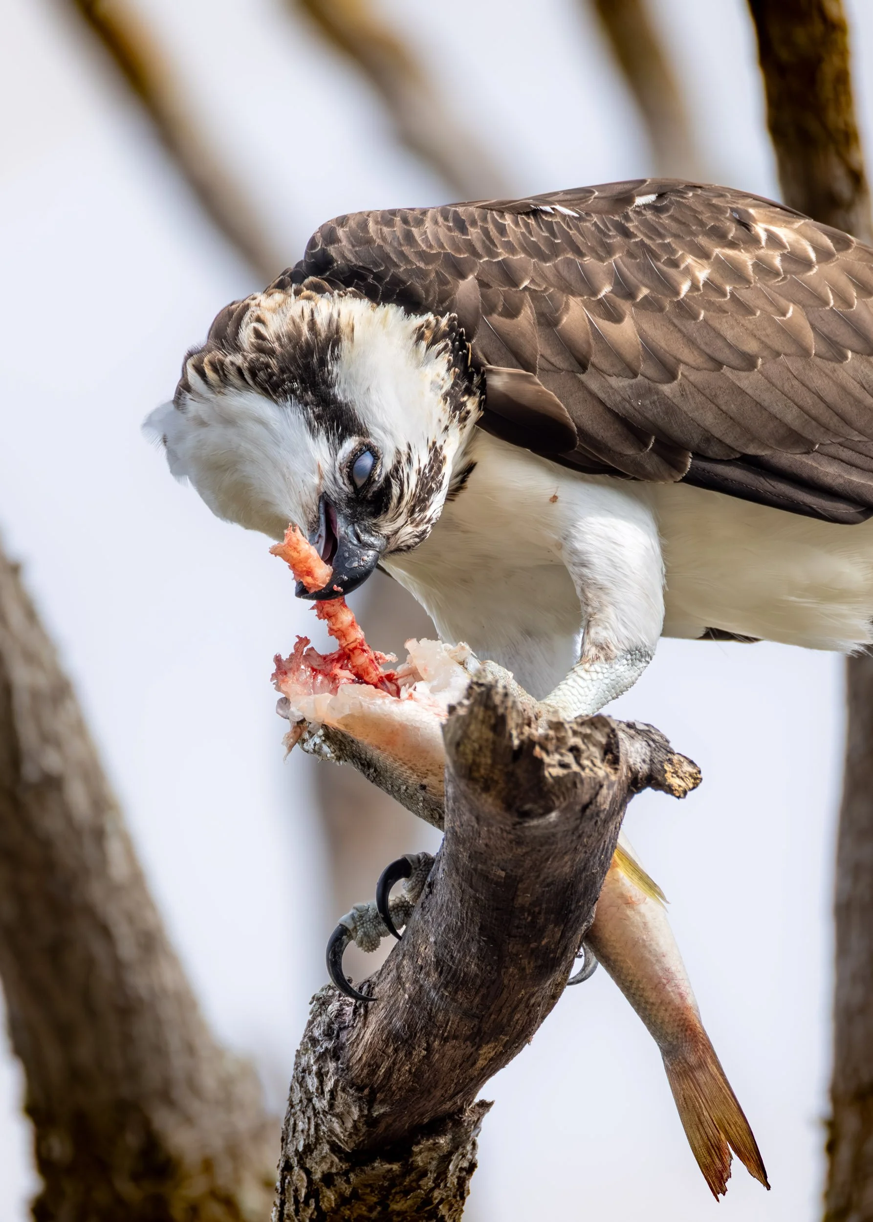 osprey-feeding-fish-nictitating-membrane-florida-wildlife.jpg