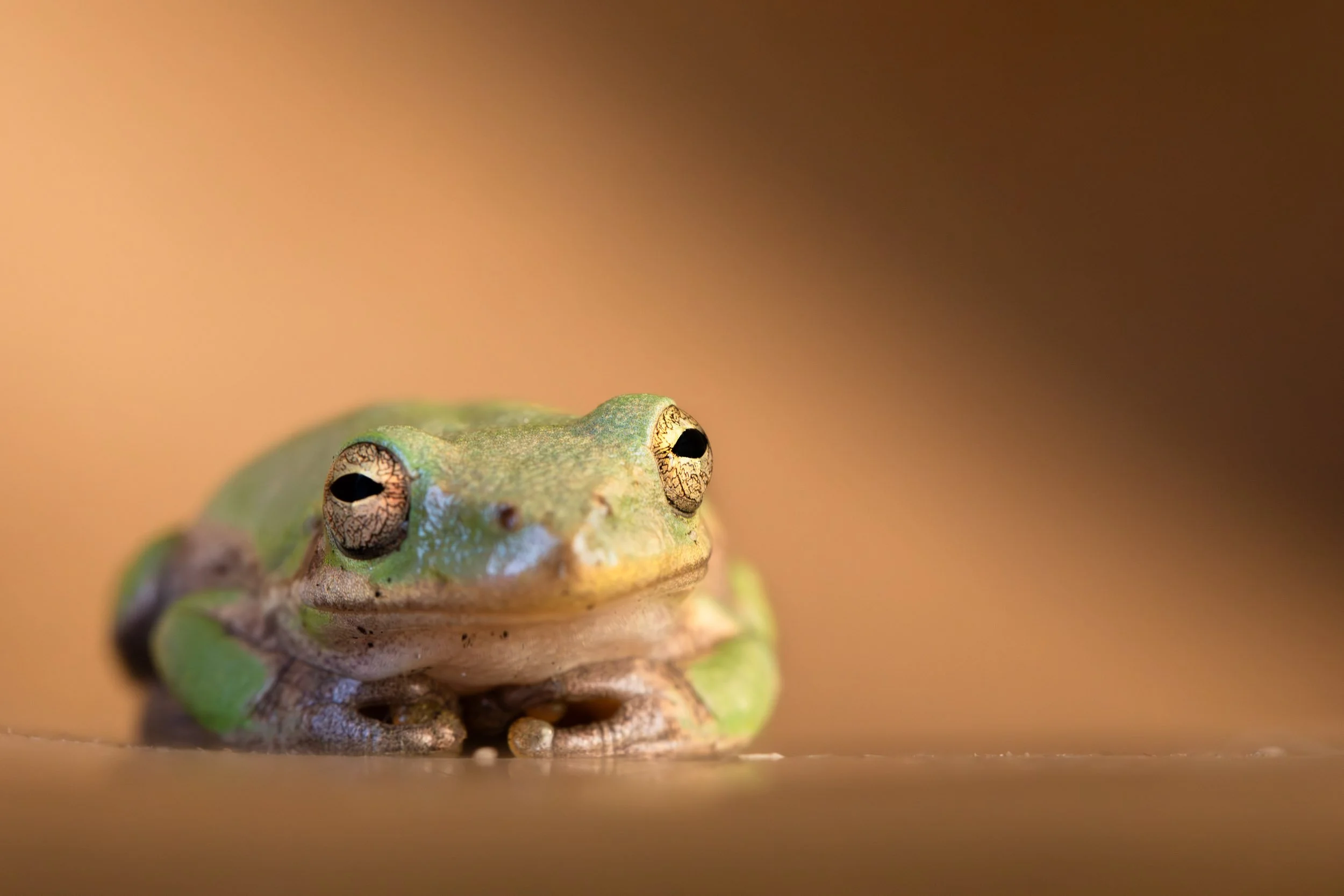 green-tree-frog-portrait-bokeh-background.jpg