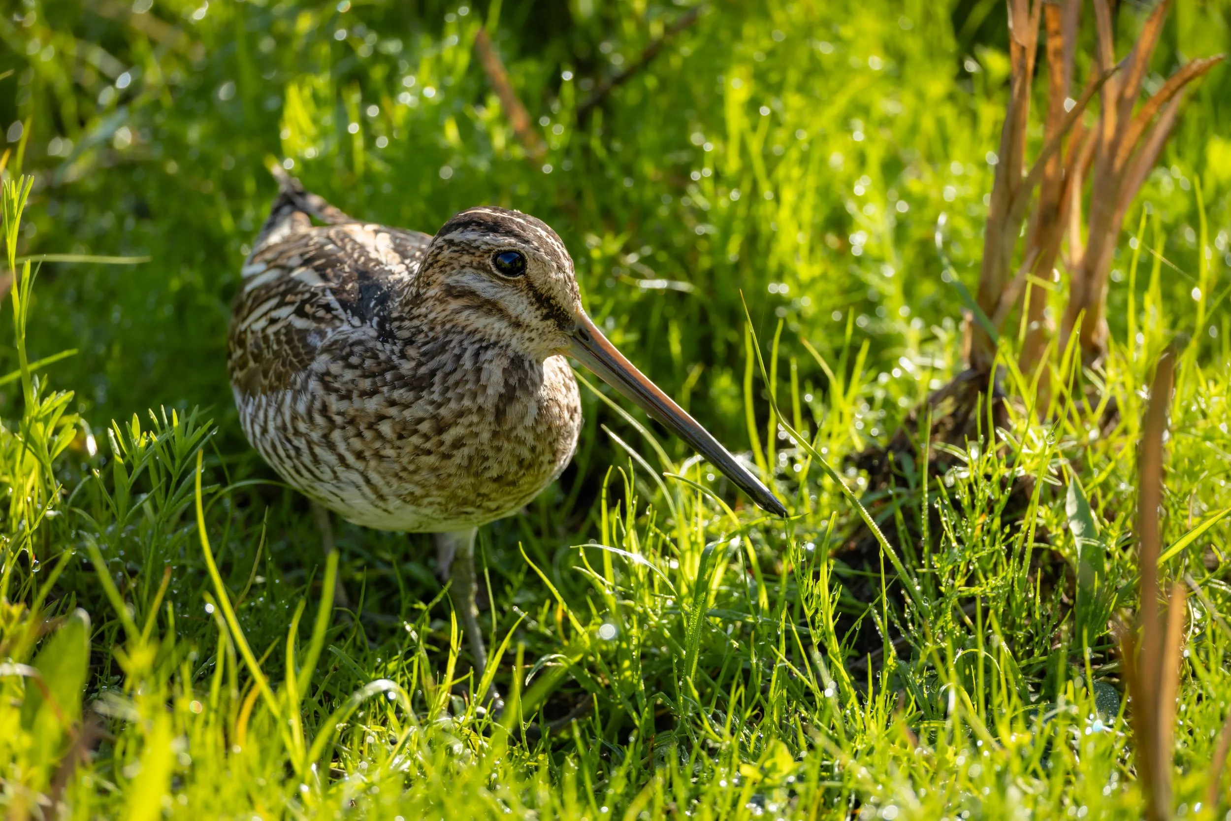 wilson-snipe-camouflaged-green-marsh-grass.jpg