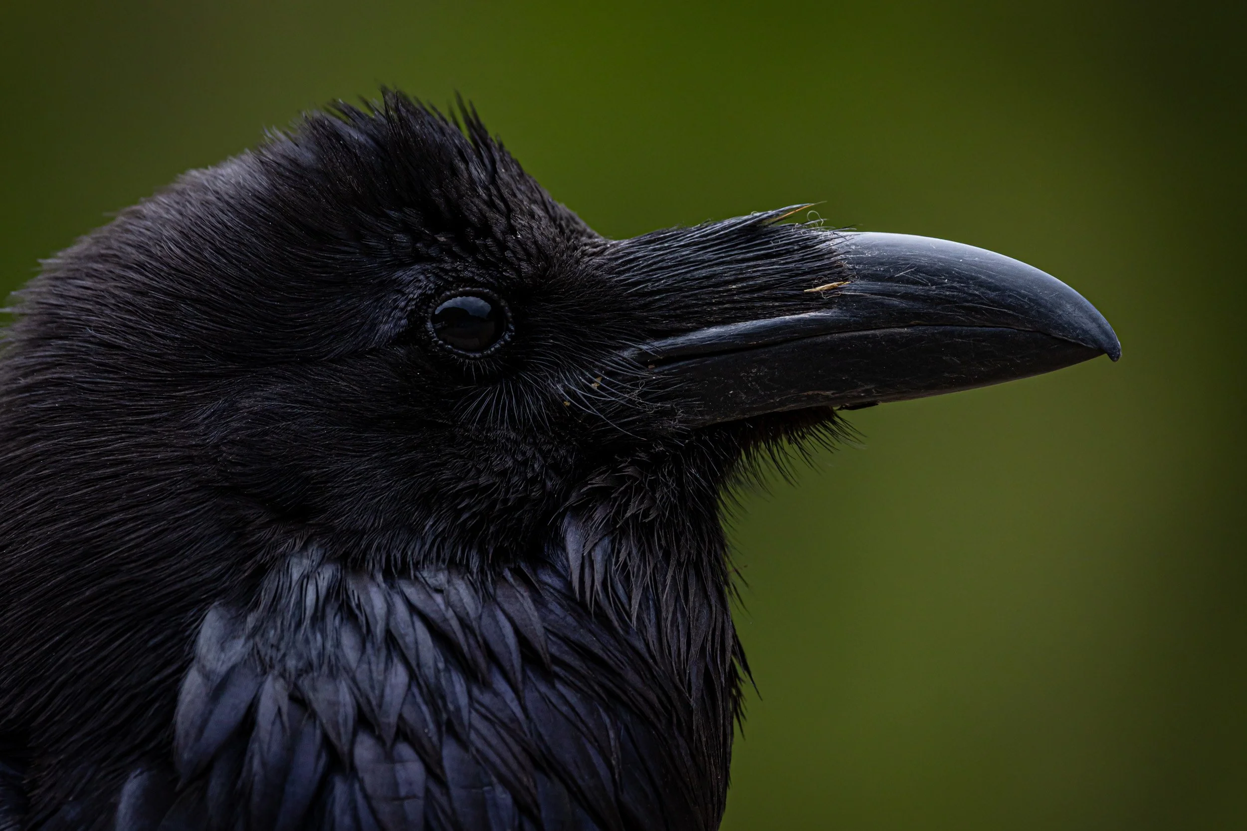 A tight, detailed profile portrait of a common raven showing its glossy black feathers and strong, sharp beak against a soft green background.