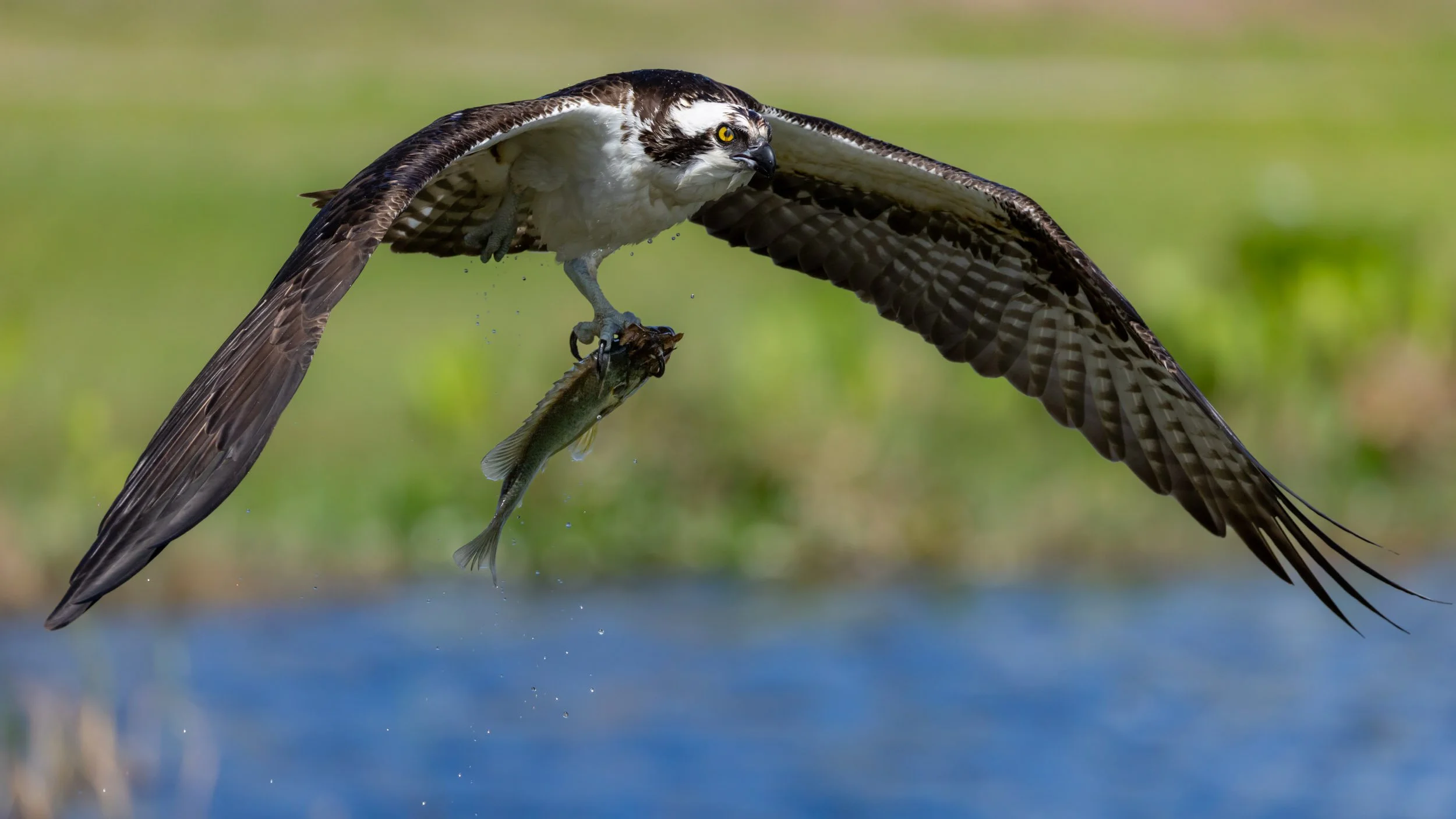 osprey-flying-with-fish-water-droplets-florida-wildlife.jpg