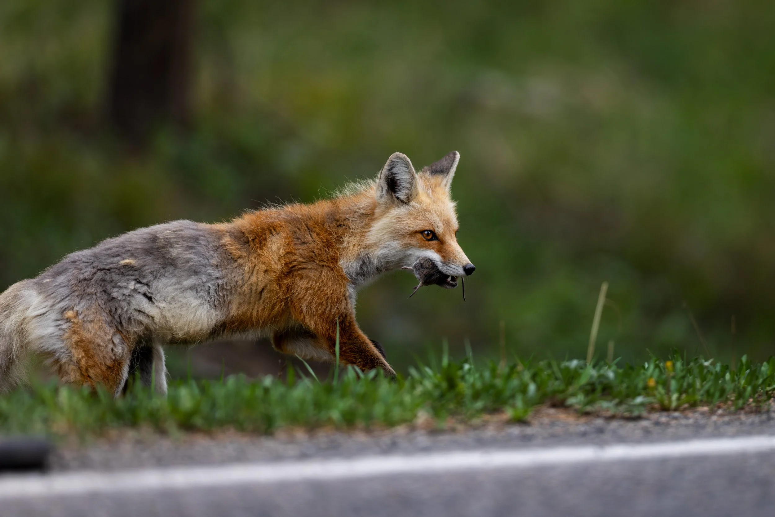 A red fox trotting along a grassy shoulder right next to a paved road surface with two voles clutched in her jaw.