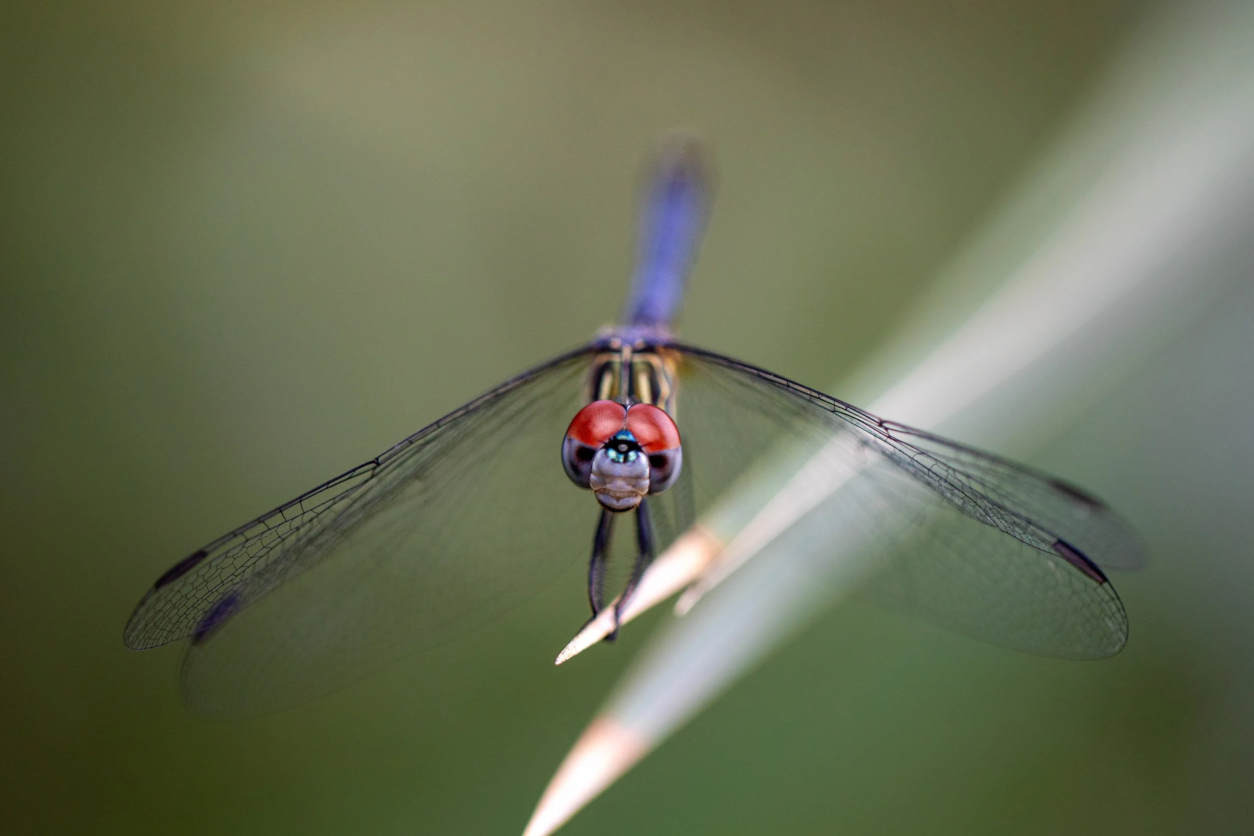 blue-dragonfly-head-on-symmetry-macro.jpg