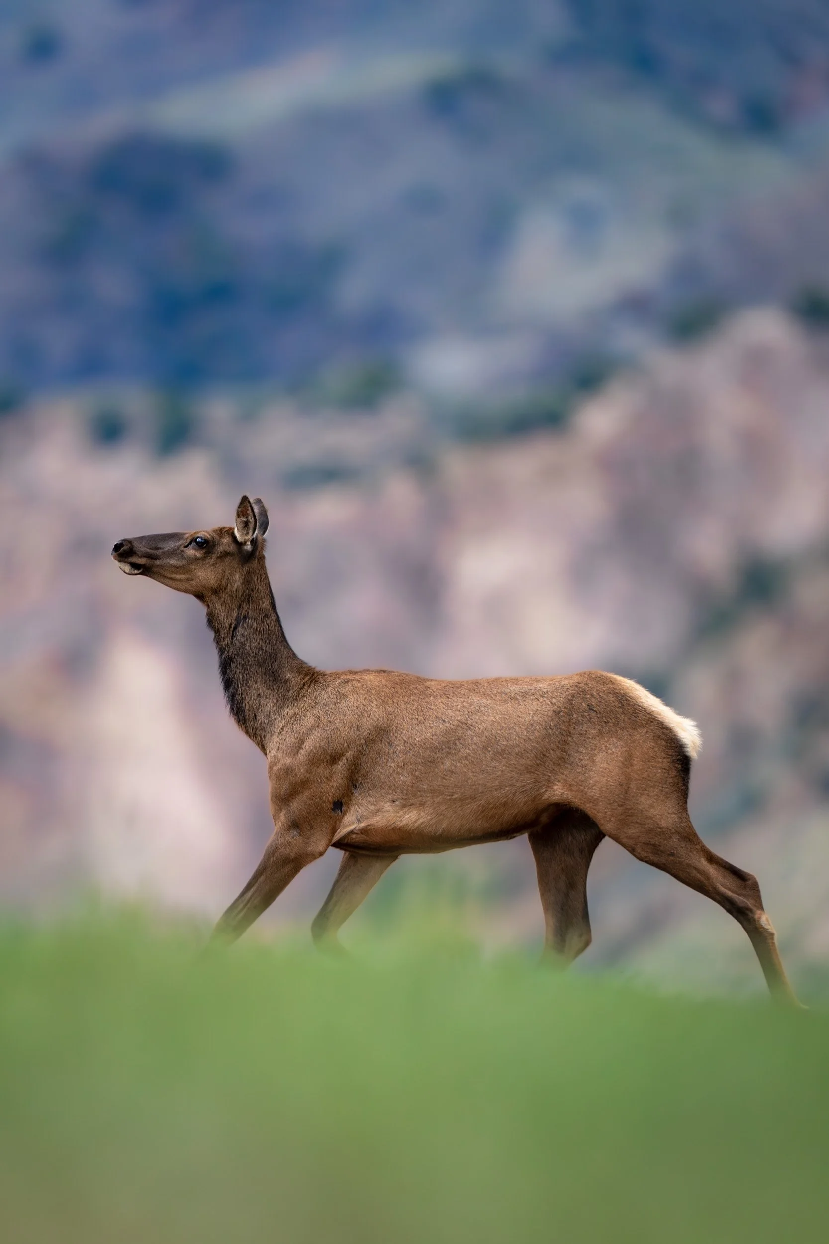 A vertical shot of a female elk cow trotting across a vibrant green ridge with misty mountains blurred in the distant background.