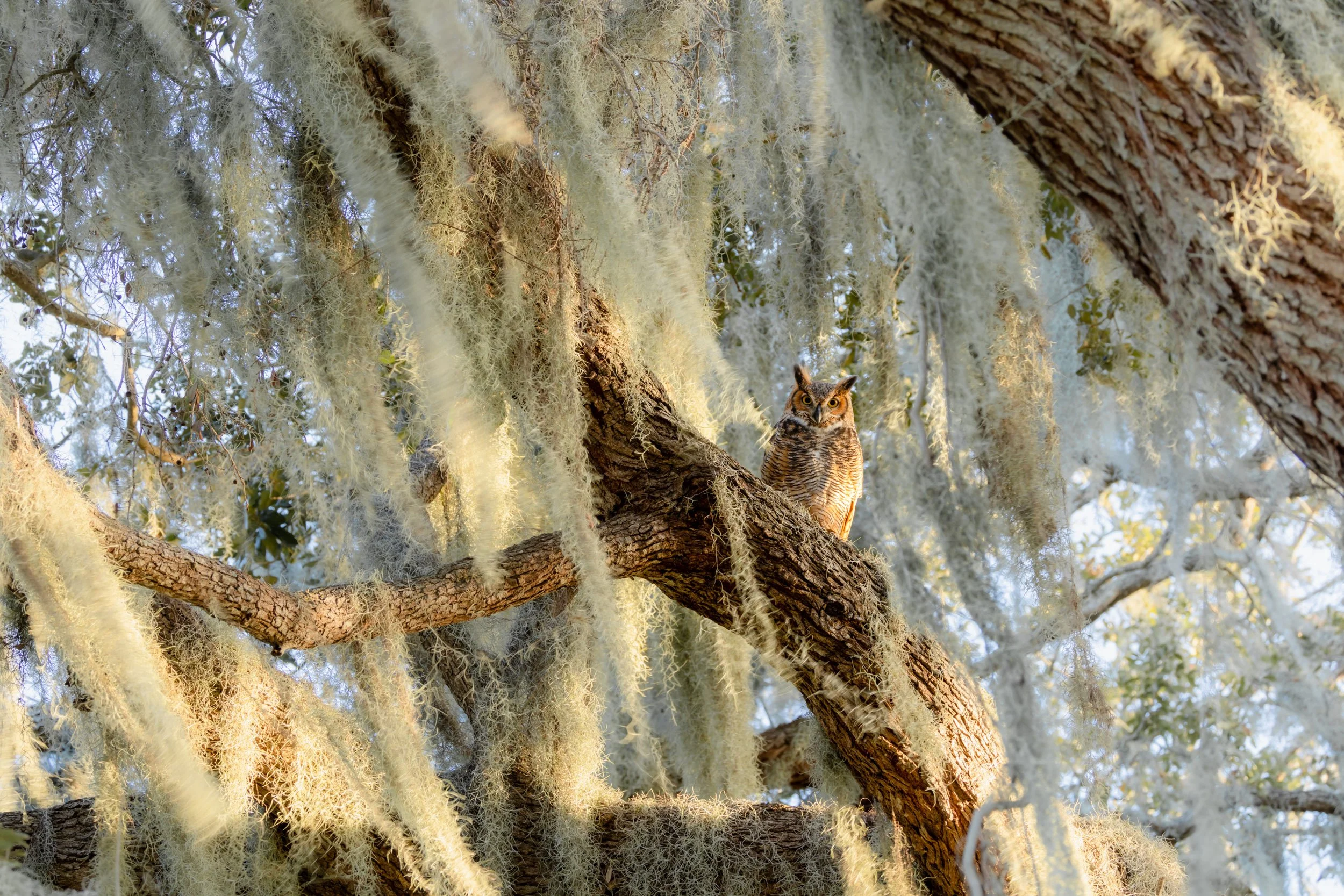 great-horned-owl-high-perch-florida-forest.jpg