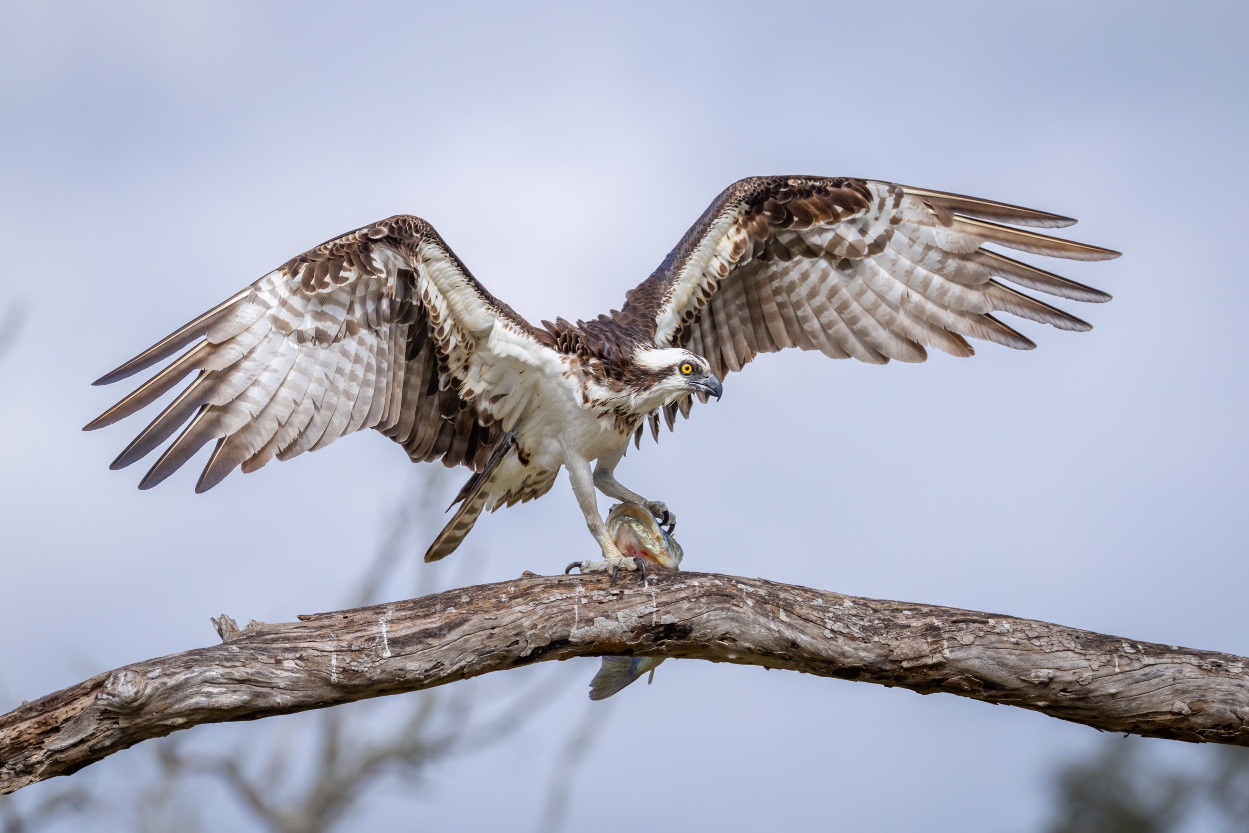 An Osprey with wings fully extended lands on a bare branch, gripping a large fish in its talons against a soft-focus background.