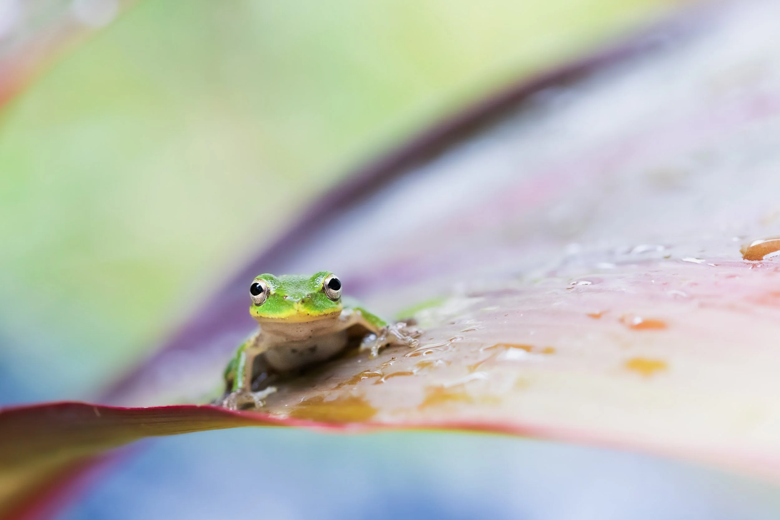tree-frog-resting-on-broad-leaf-macro.jpg