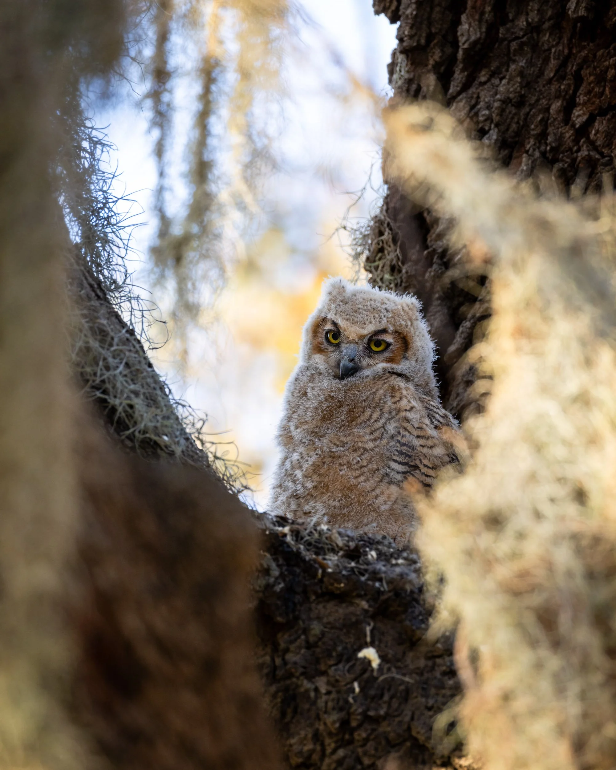 baby-great-horned-owl-nest-tree-moss.jpg