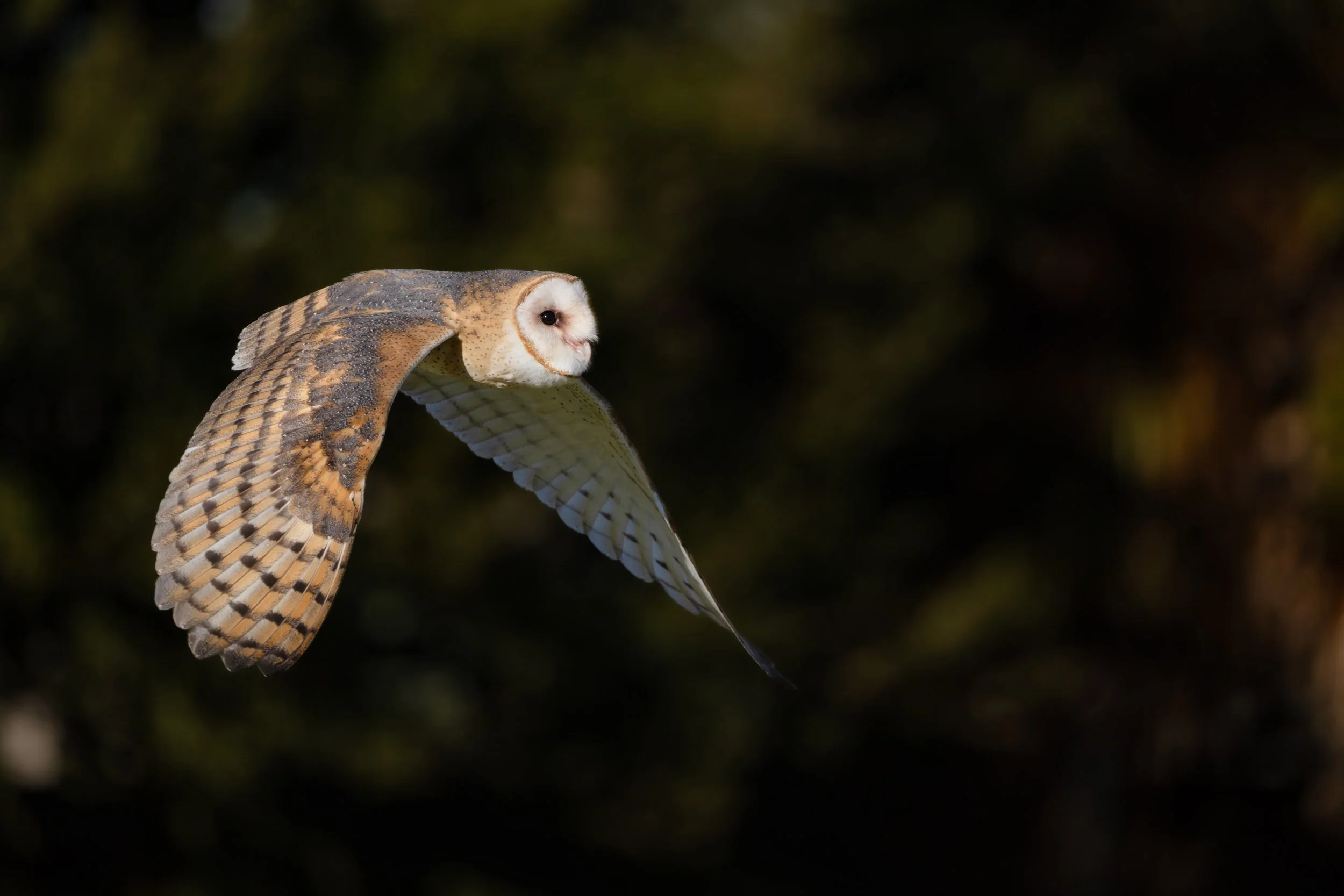barn-owl-flight-wingspan-night-wildlife.jpg