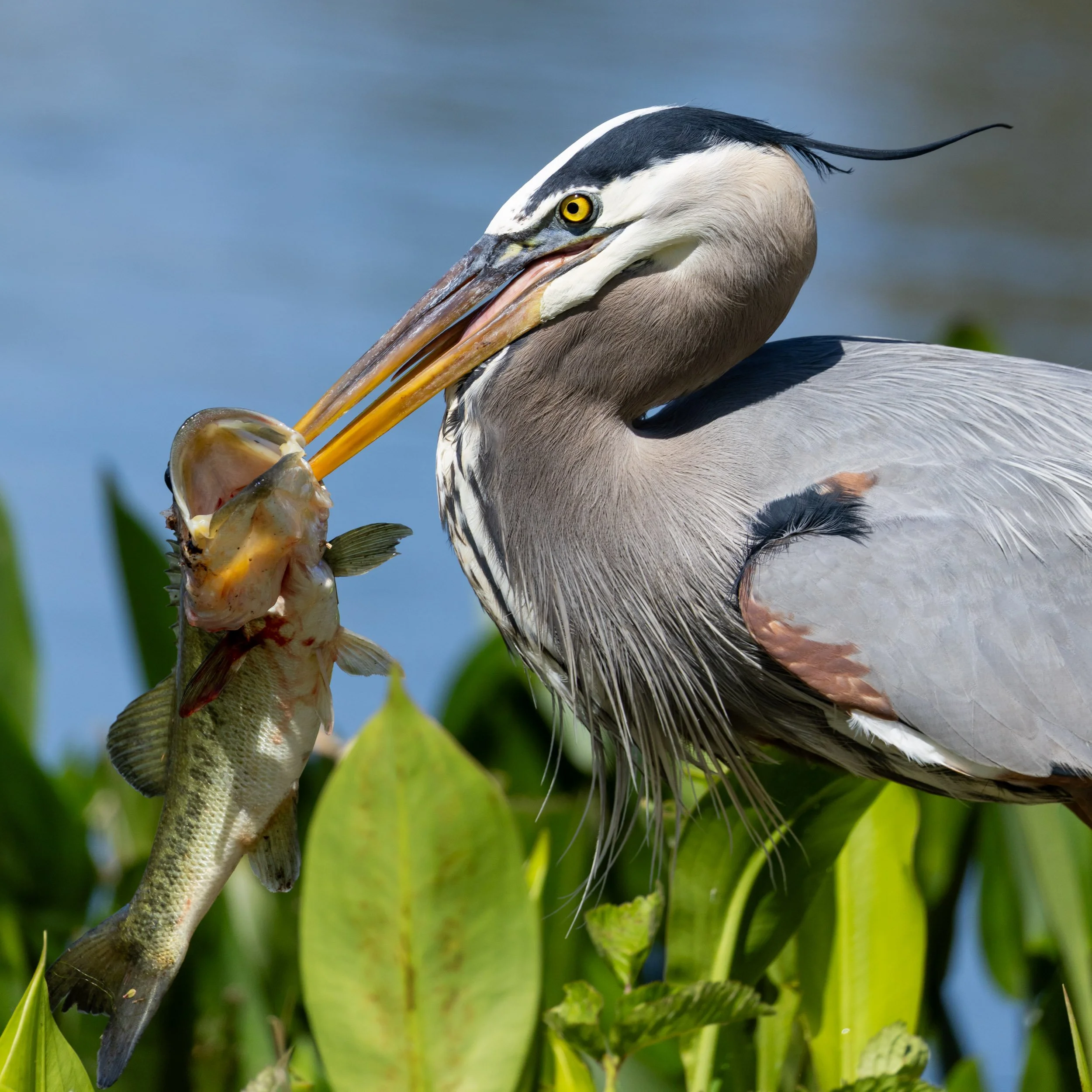 great-blue-heron-hunting-bass-predation-behavior.jpg