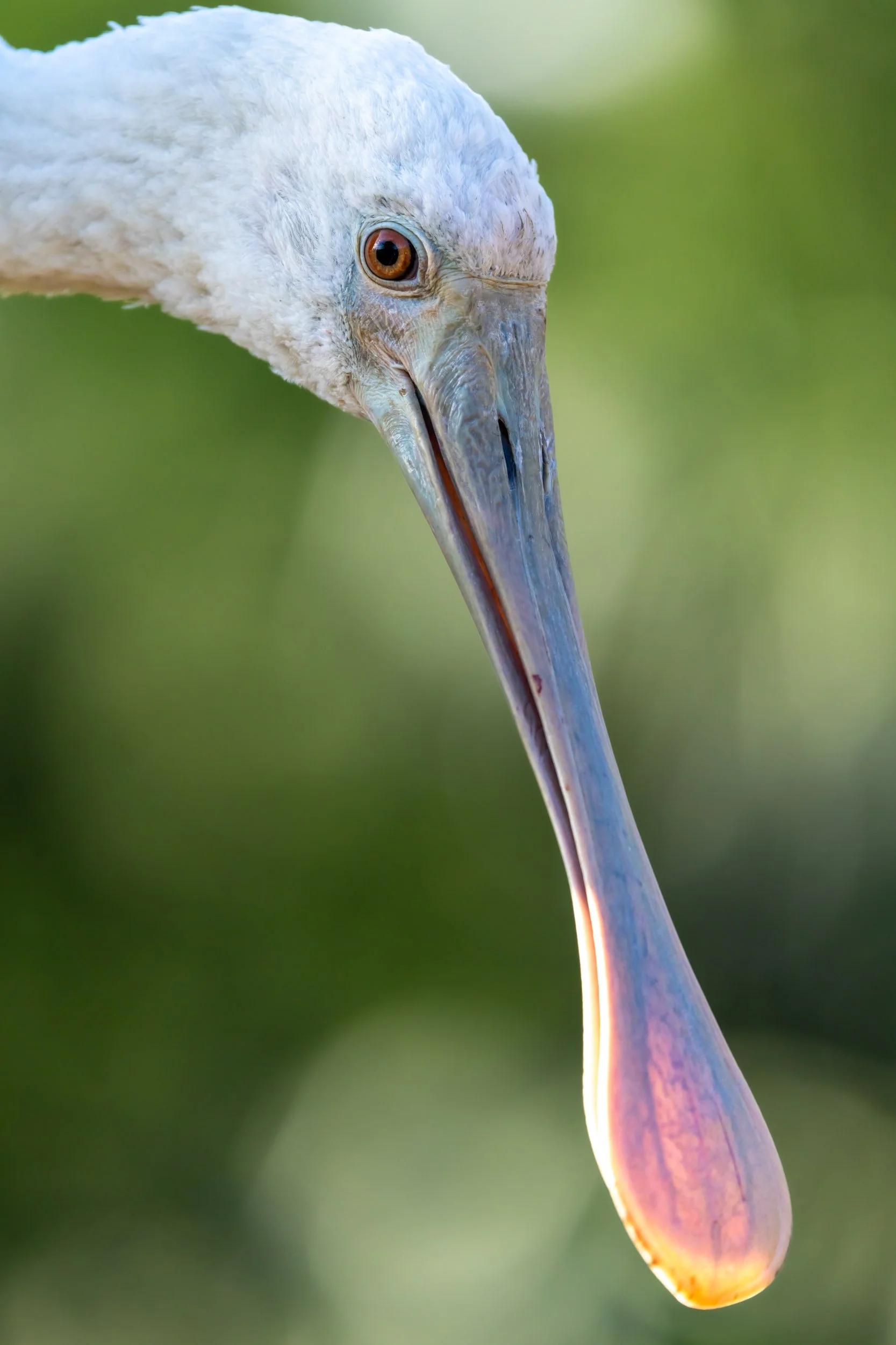 roseate-spoonbill-bill-close-up-detail.jpg