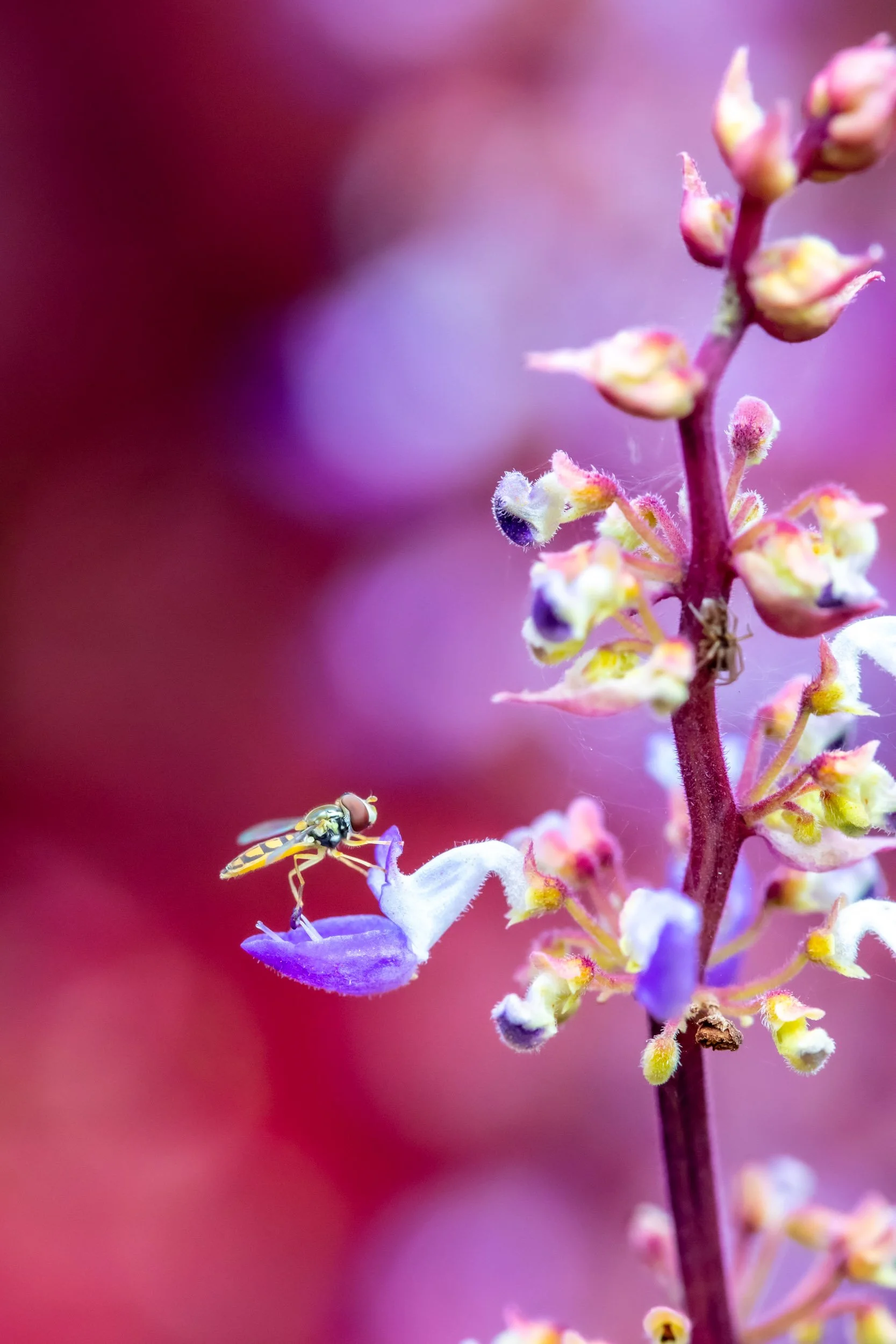 small-pollinator-hover-fly-pink-purple-flower-macro.jpg