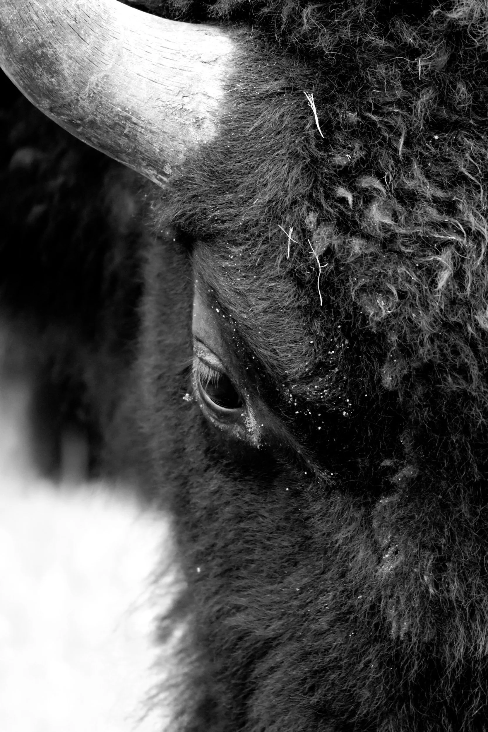american-bison-portrait-black-and-white.jpg