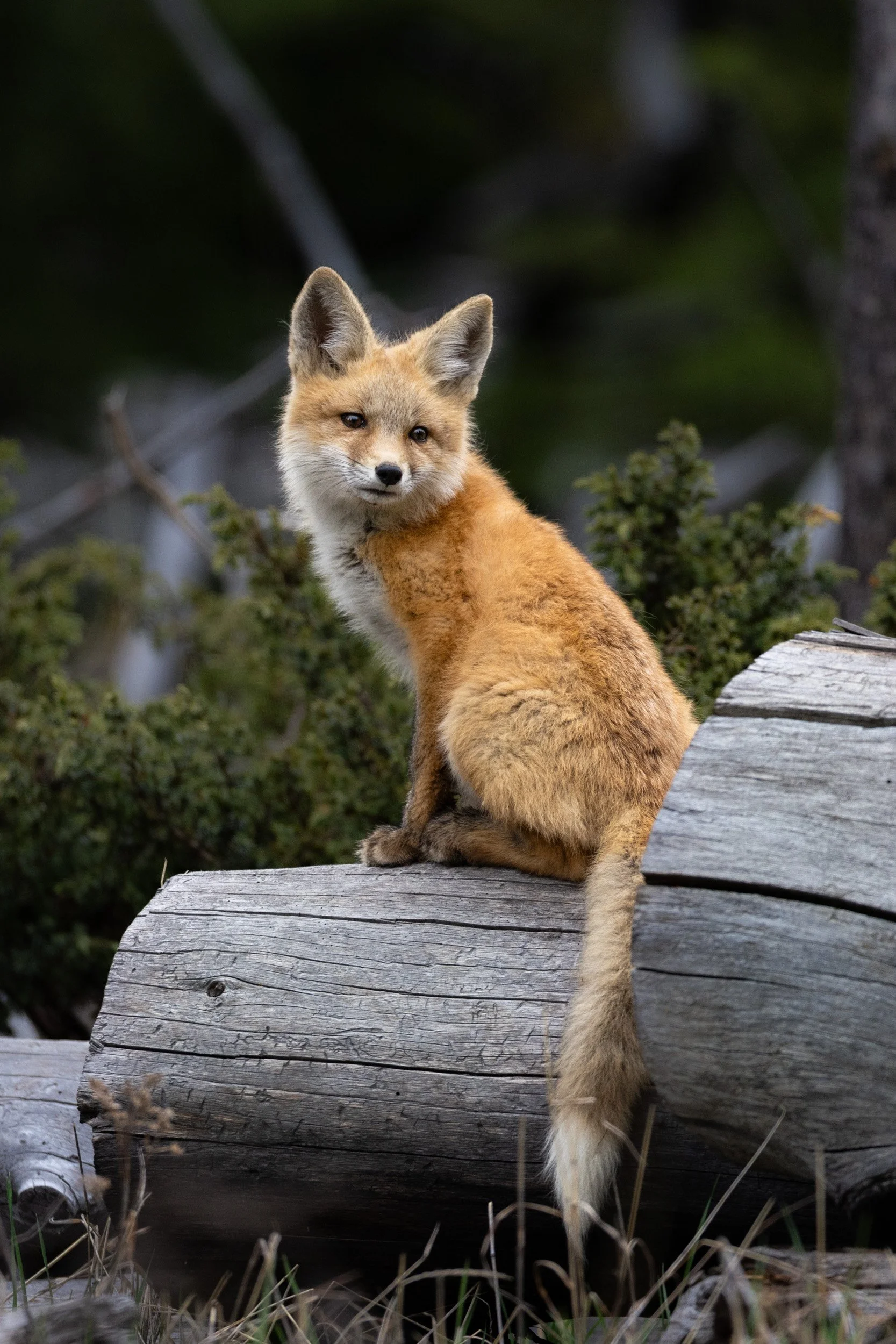 A beautiful vertical portrait of a red fox kit sitting calmly on a thick log, looking over its shoulder toward the camera.