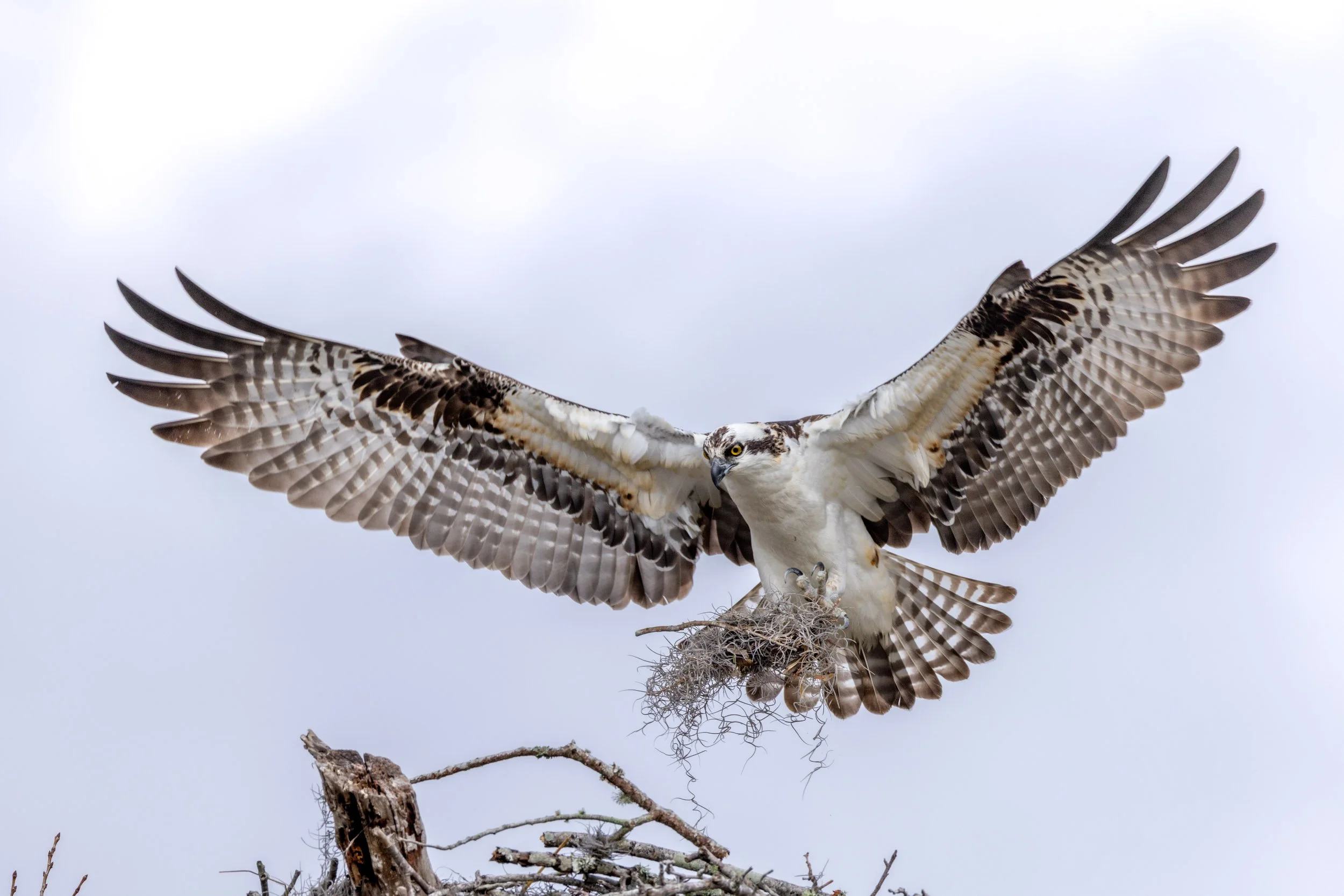 osprey-carrying-nesting-material-spanish-moss-florida.jpg