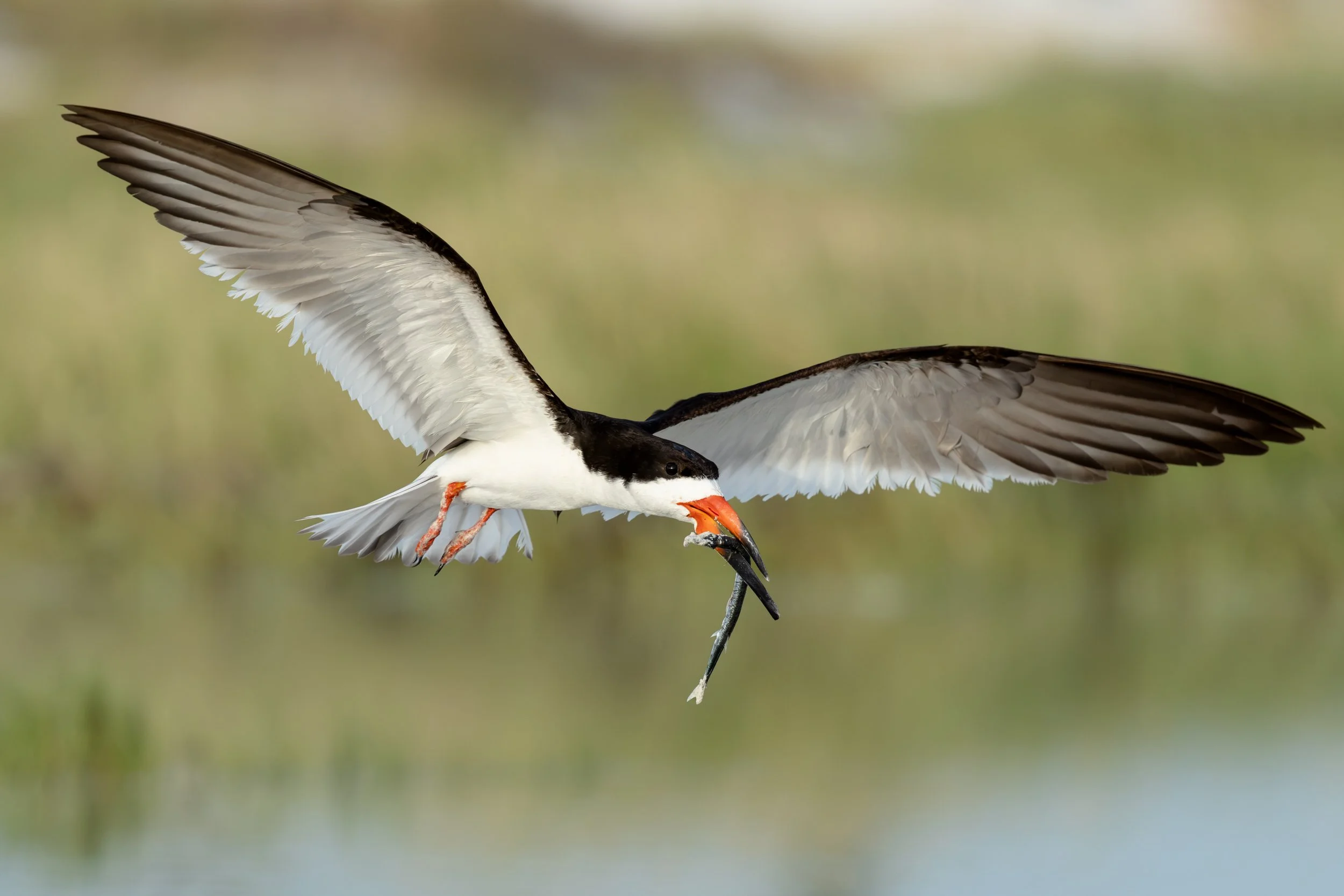 Nesting Tides