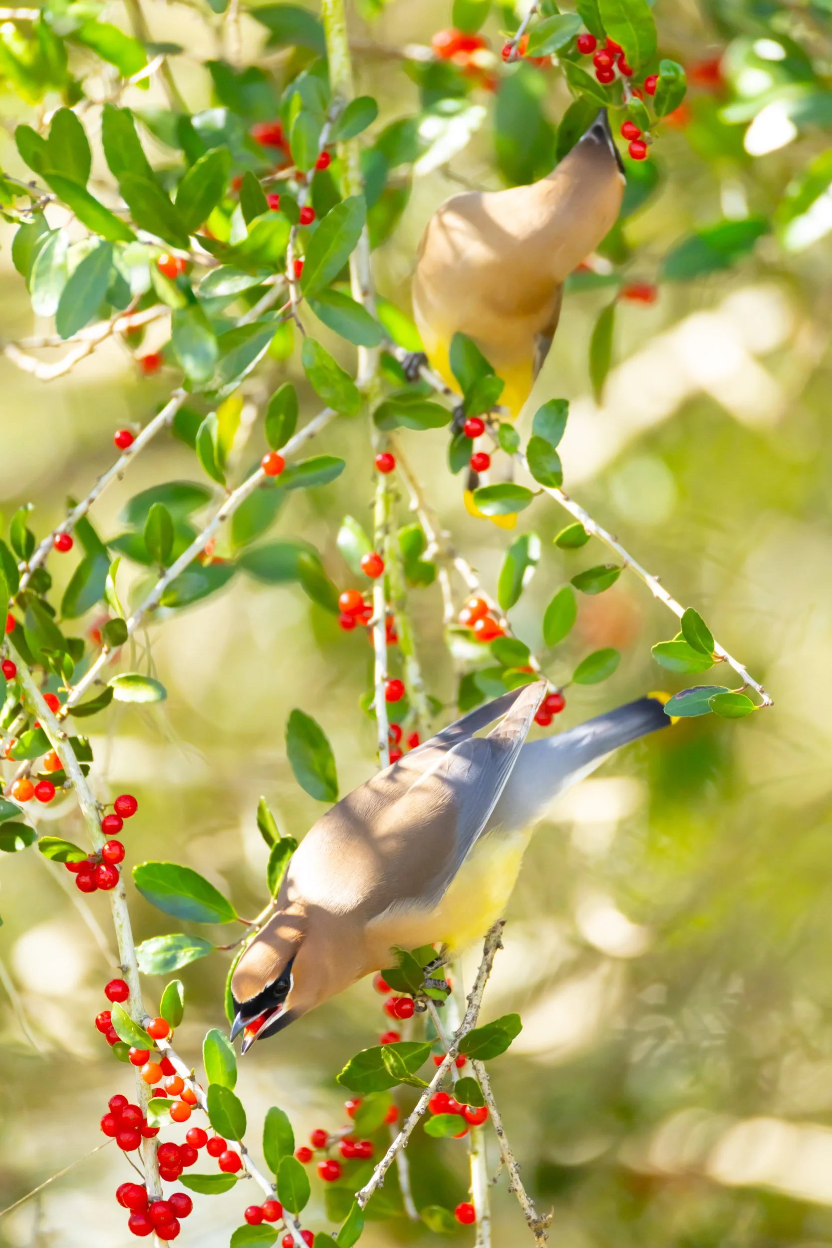 cedar-waxwings-flock-foraging-winter-berries.jpg