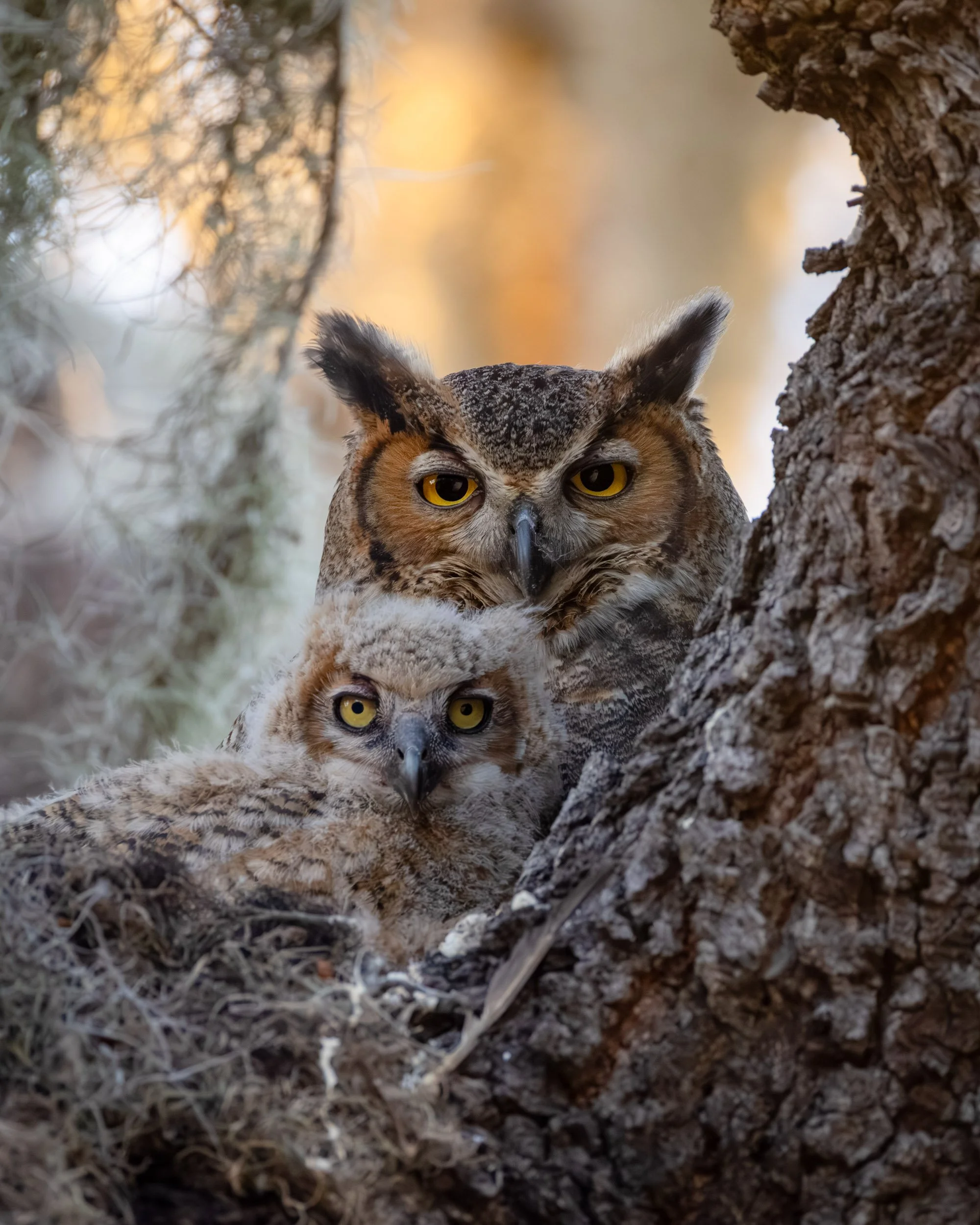 great-horned-owl-parent-owlet-nest-florida.jpg