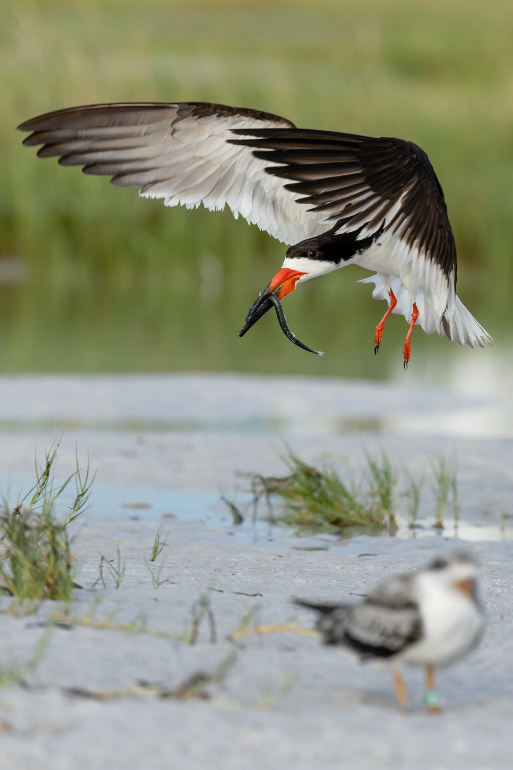 A Black Skimmer descending to land with a fish near a younger bird in a grassy wetland habitat during nesting season.