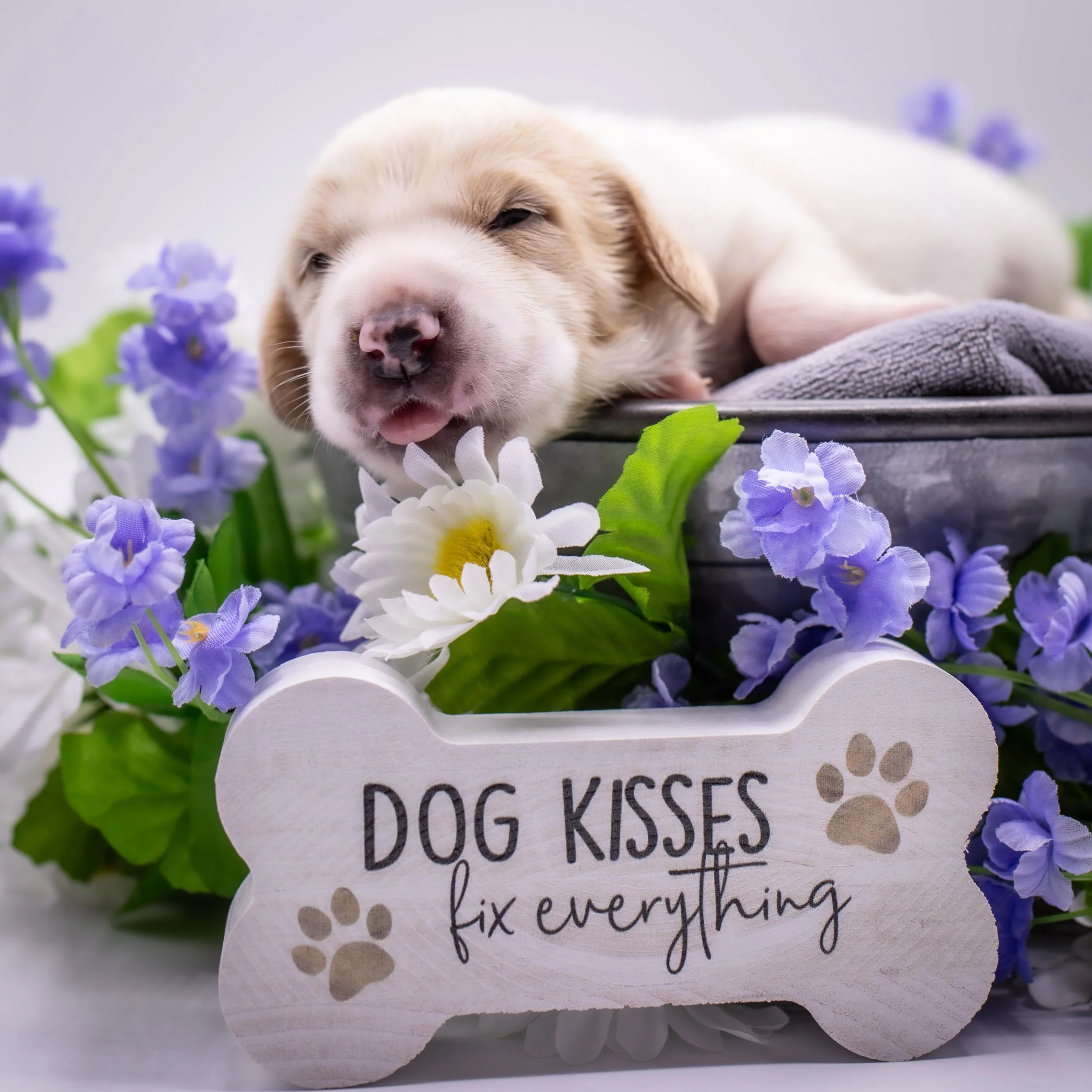 Close-up of a puppy sleeping on a gray blanket surrounded by purple and white flowers and a sign with dog kisses and a paw print.