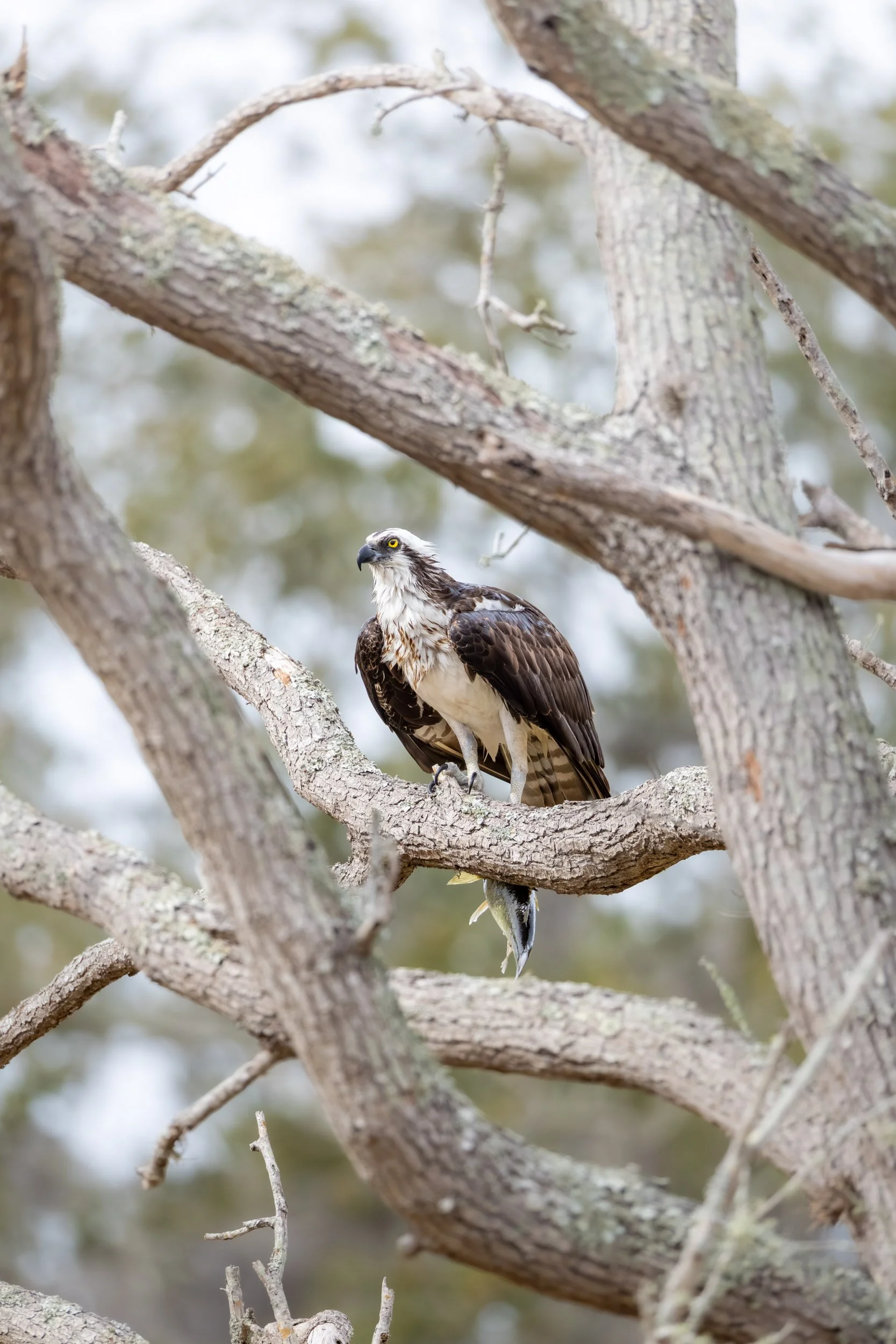 osprey-raptor-perched-florida-nature.jpg