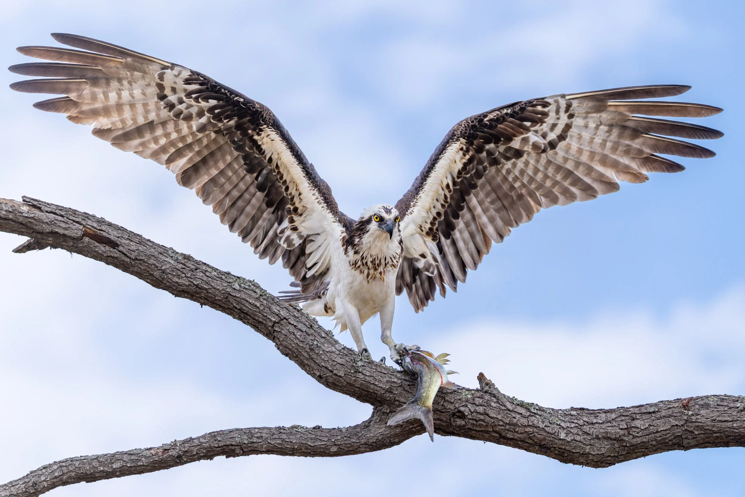 osprey-landing-wings-spread-florida.jpg