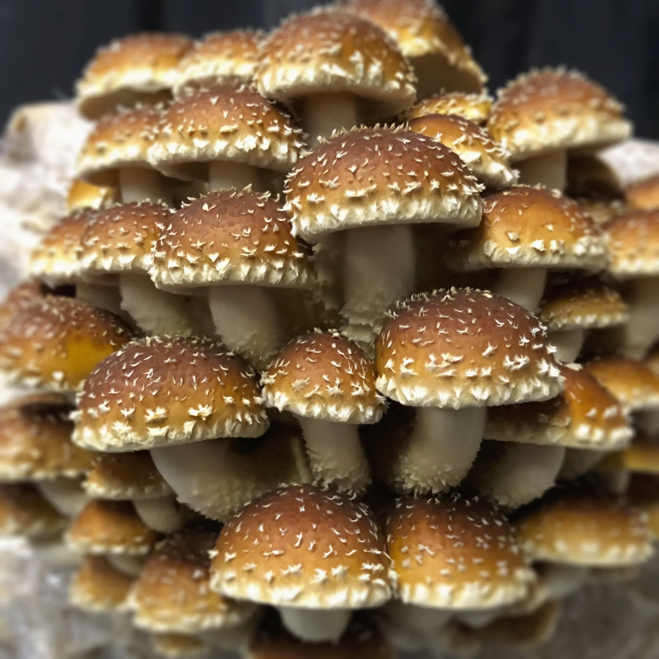 Fresh+Gourmet+Mushroom+Sampler+3+-+Stacey+&+Aaron+Half+Moon+Trading+Co..jpg.webp