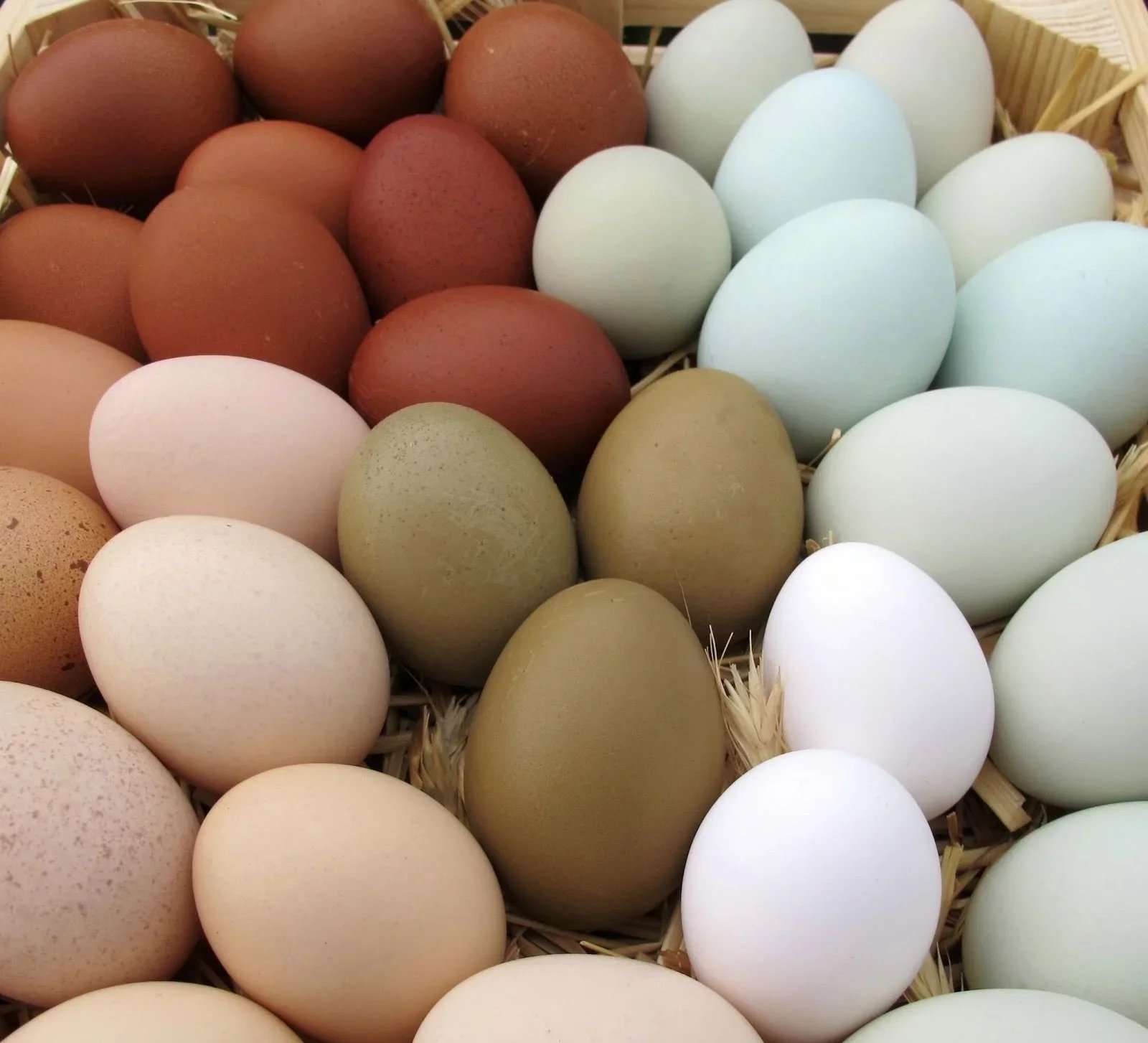 Blue Pool Poultry &amp; Game Birds