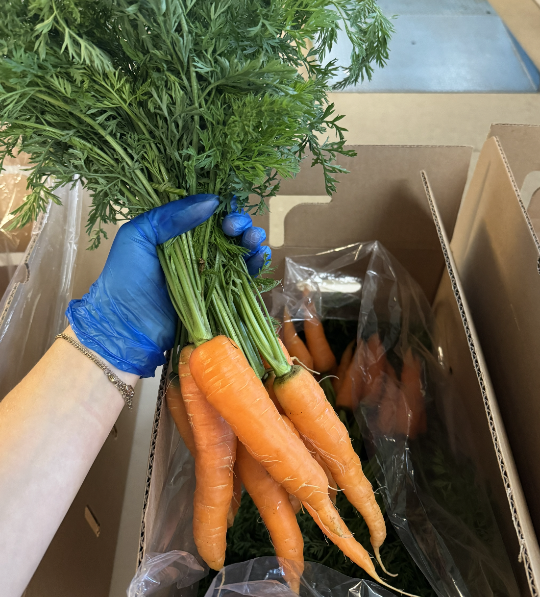 Hand holding a bunch of fresh orange carrots with green tops, wearing a blue glove, inside a cardboard box.