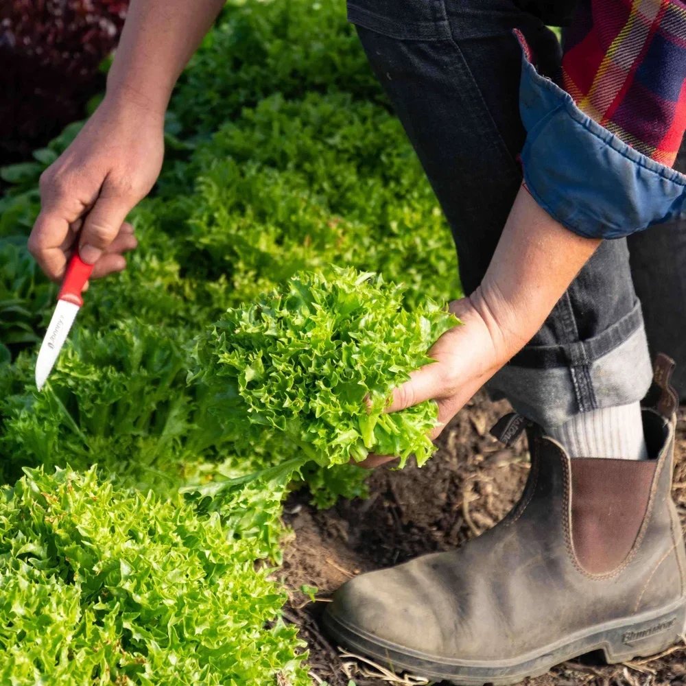 A person harvesting lettuce in a garden, holding a bunch of leafy green lettuce with one hand and using pruning scissors with the other hand.