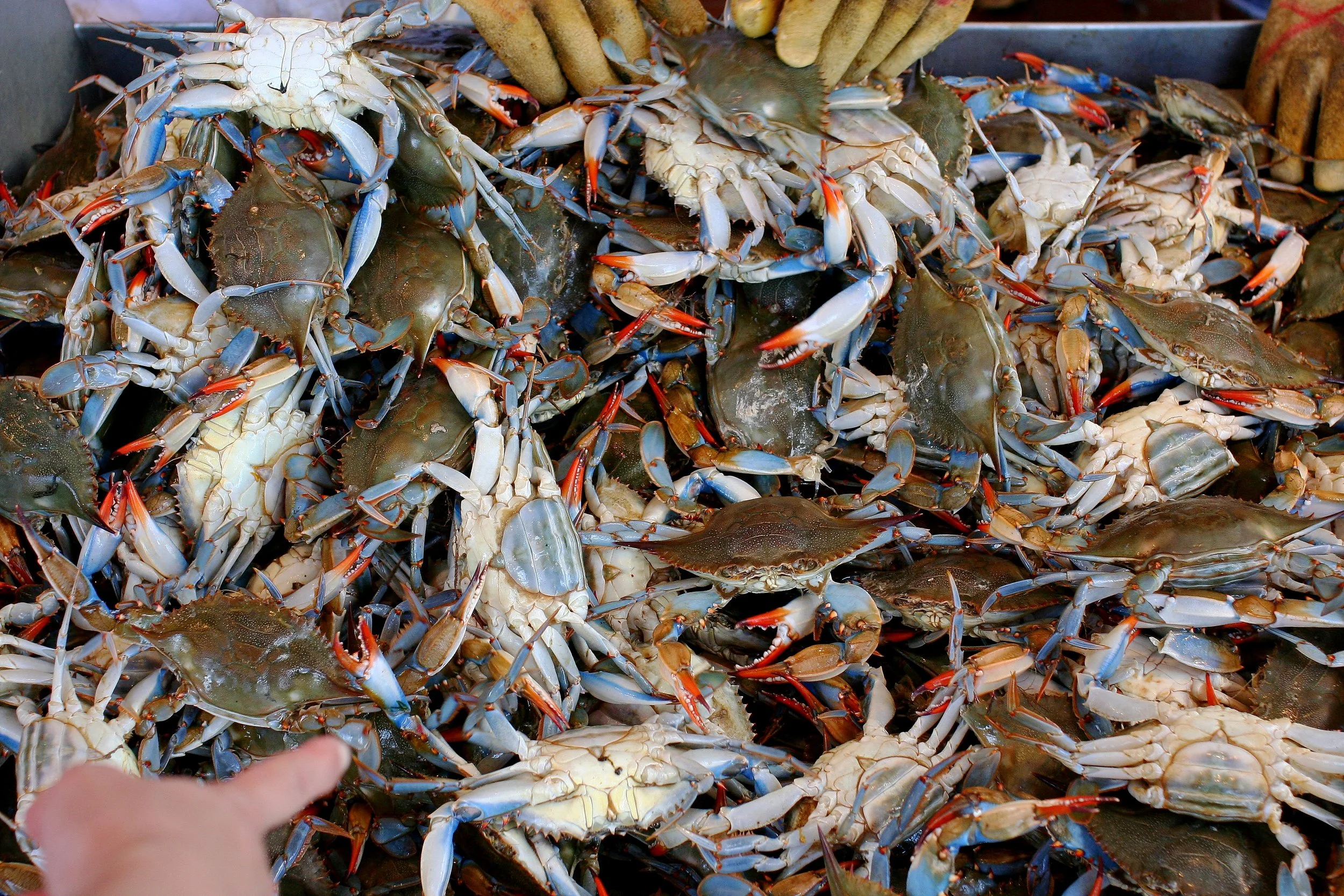 A pile of live crabs with blue and brown shells, some being held by gloved hands, at a seafood market.