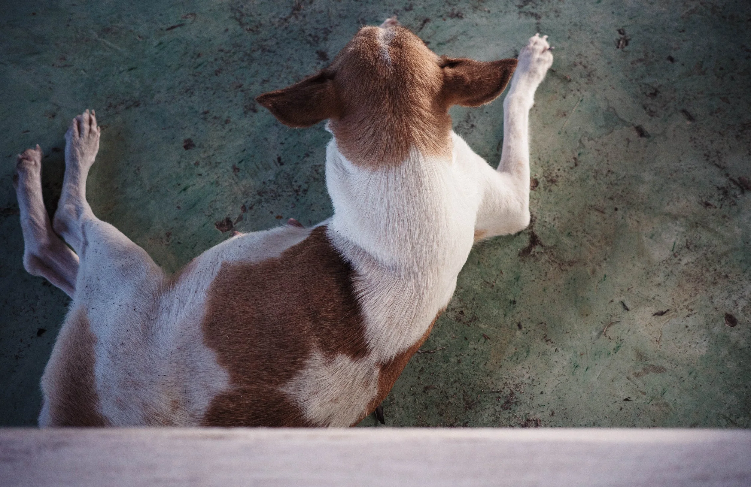 A dog with a white body and brown patches lies on a concrete floor, viewed from behind.