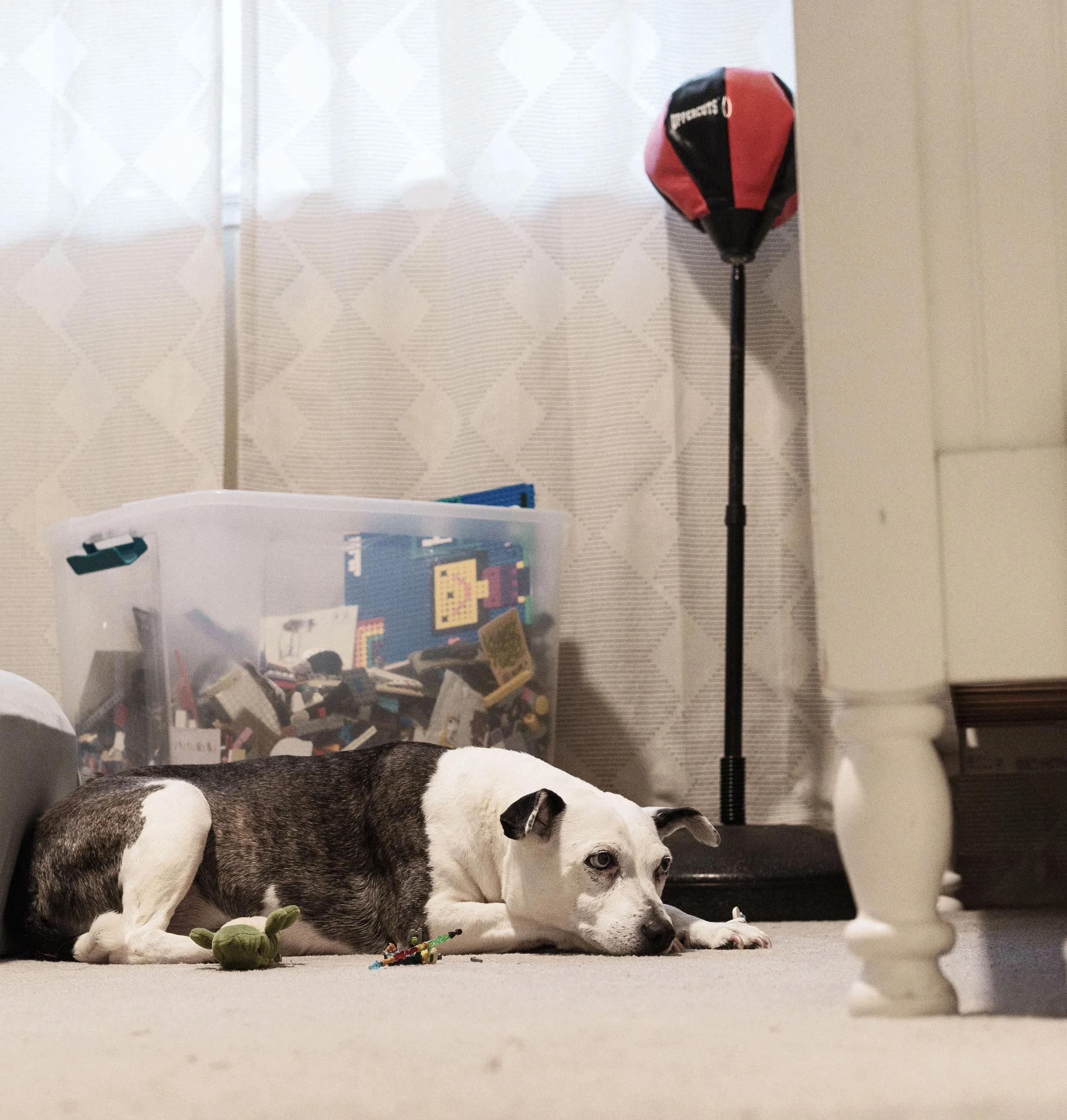 A black and white dog with blue eyes lying on a beige carpet next to a bunch of toys, with a plastic storage container filled with Lego pieces and a red and black punching bag in the background near a patterned curtain.