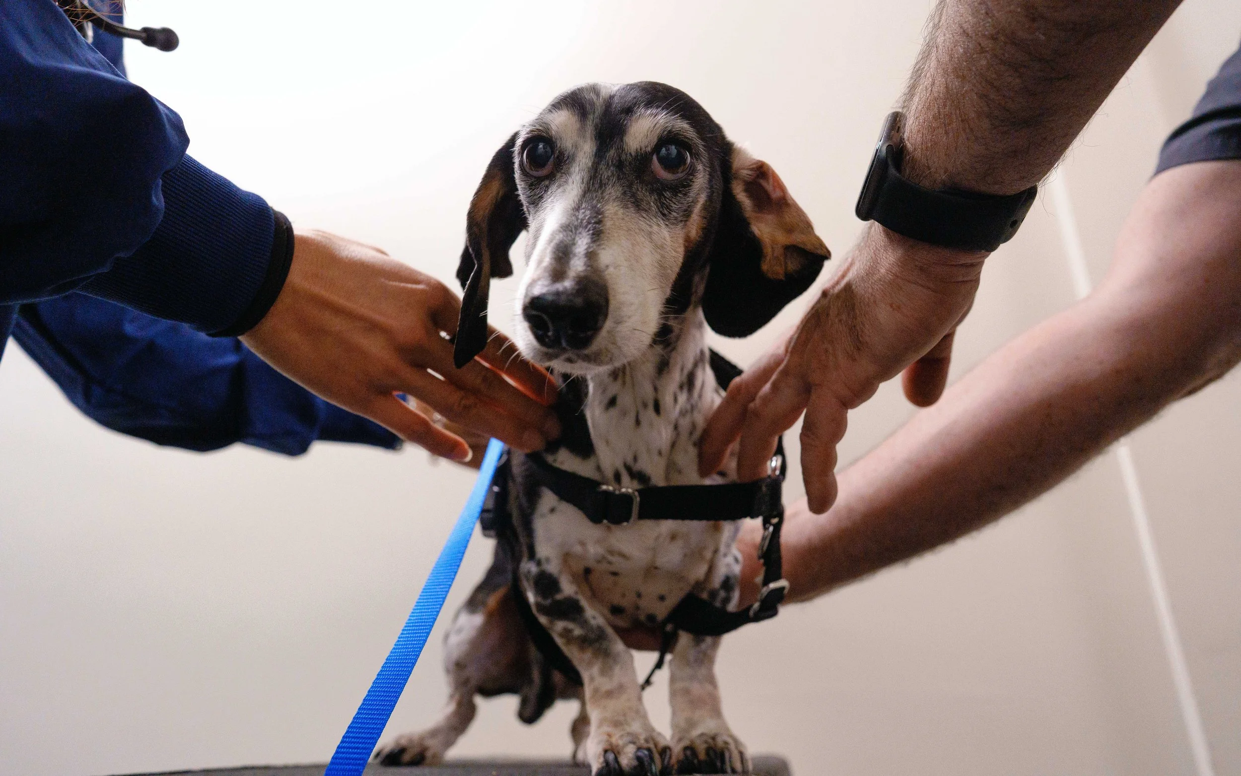 Emergency veterinarian examining a Dalmatian dog with a black harness, surrounded by two people holding the dog with their hands.