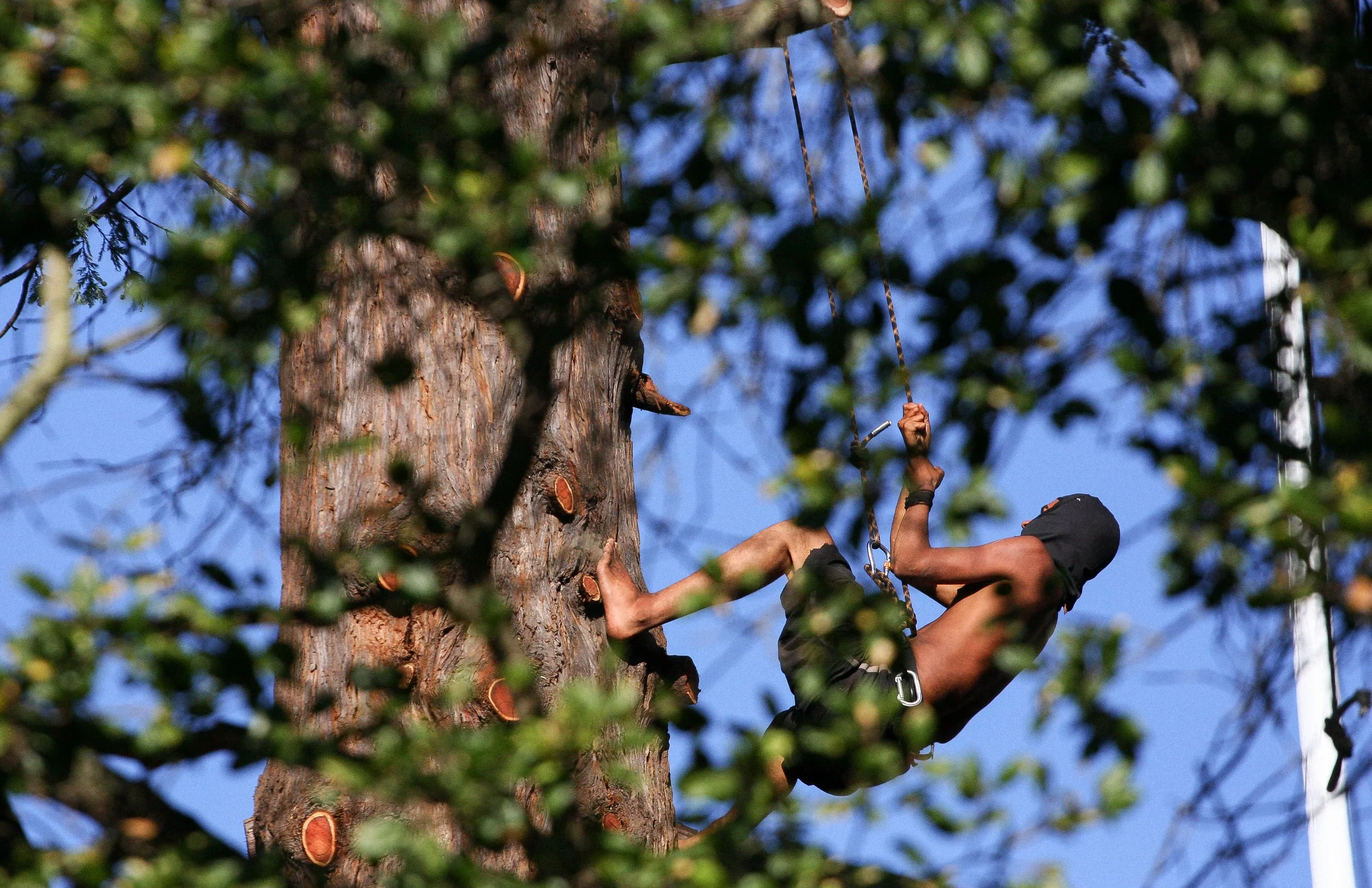 A person climbing a tall tree, surrounded by green leaves and blue sky, with a harness and safety equipment.