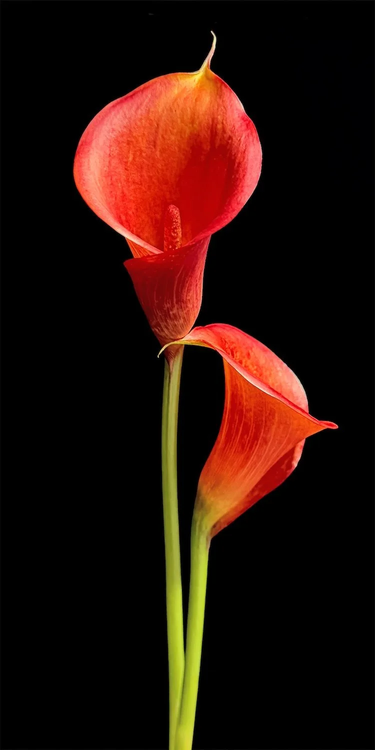 Red Calla Lily,
signed edition of 50
16" X 8" • © 2026 