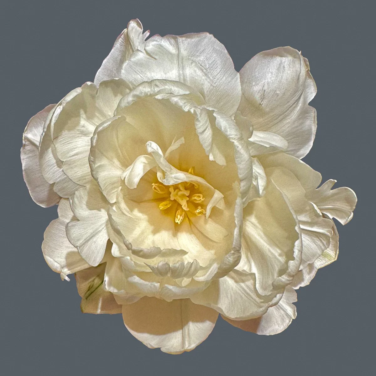 
White Peony Tulip

16" X 16" • © 2024, signed edition of 50
