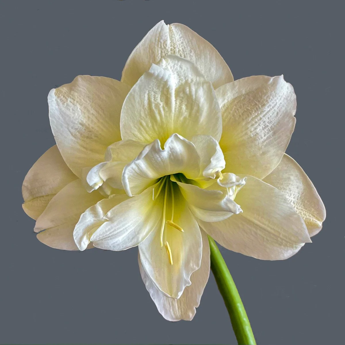 
White Amaryllis
signed edition of 50

16" X 16" • © 2024 
