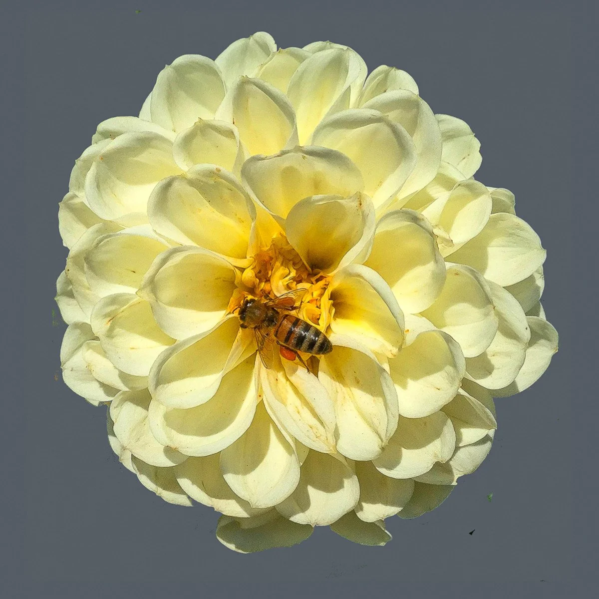 
Honey Bee
signed edition of 50

16" X 16" • © 2024 