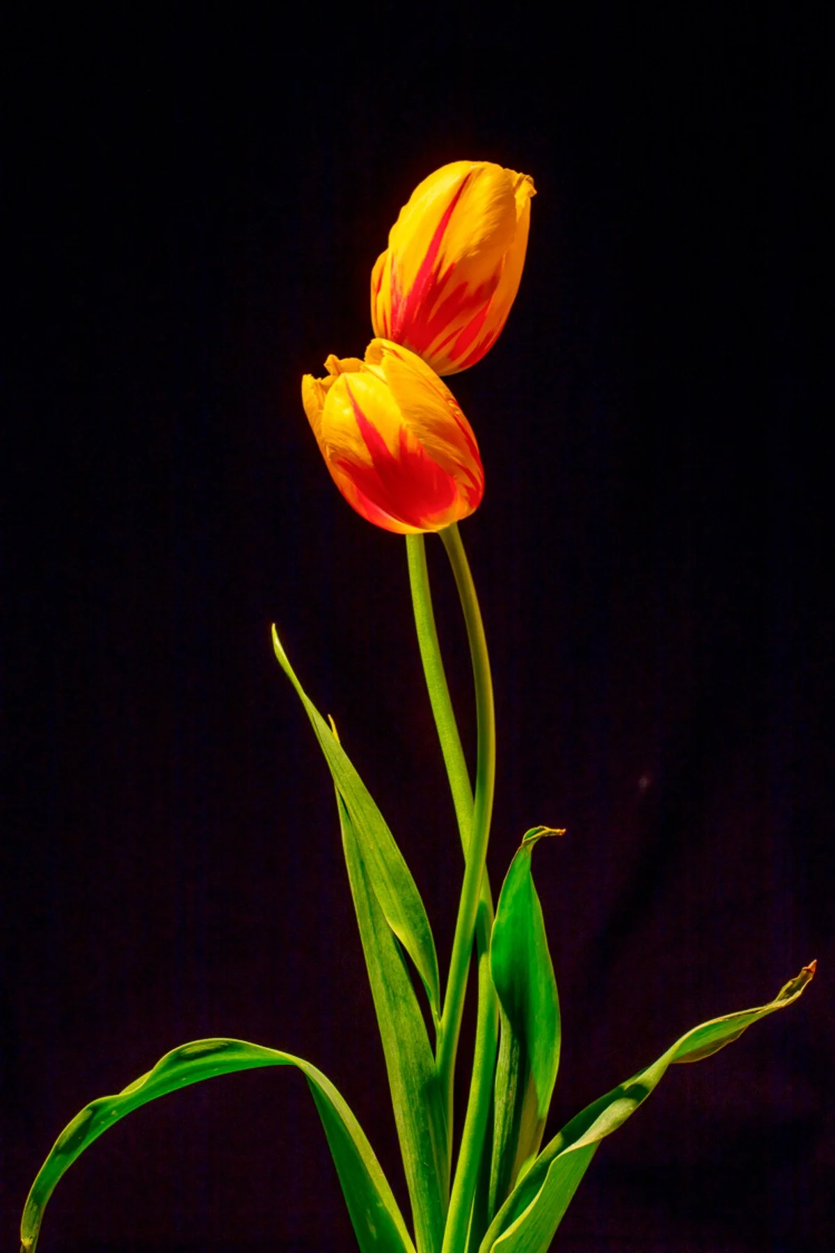 
Love Tulips
signed edition of 50

36" X 24" • © 2024 