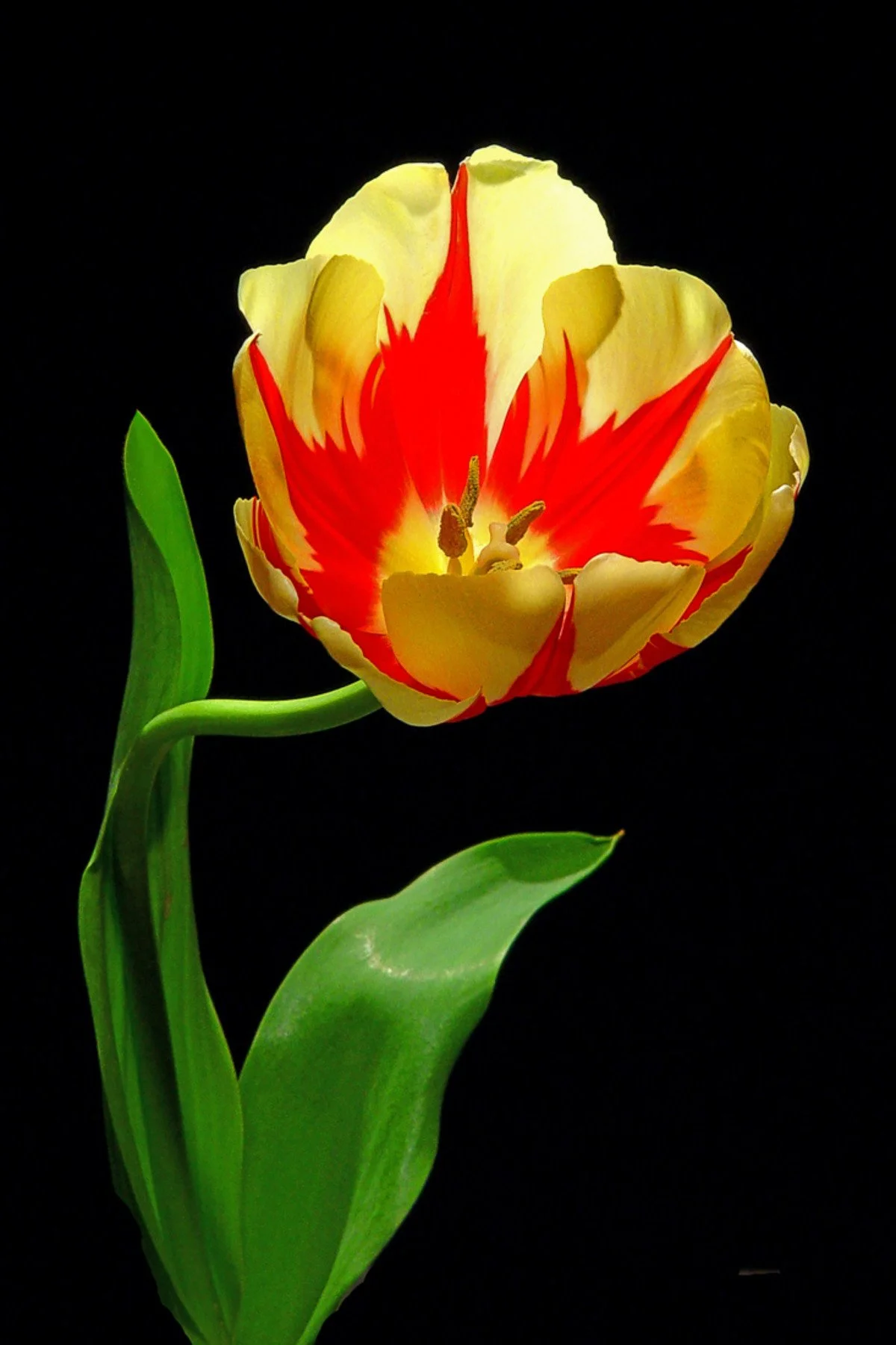 Parrot Tulip
signed edition of 50

36" X 24" • © 2025