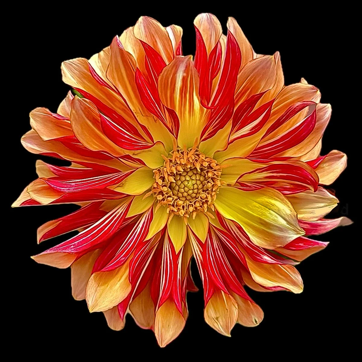 
Dahlia 1
signed edition of 50

16" X 16" • © 2024 