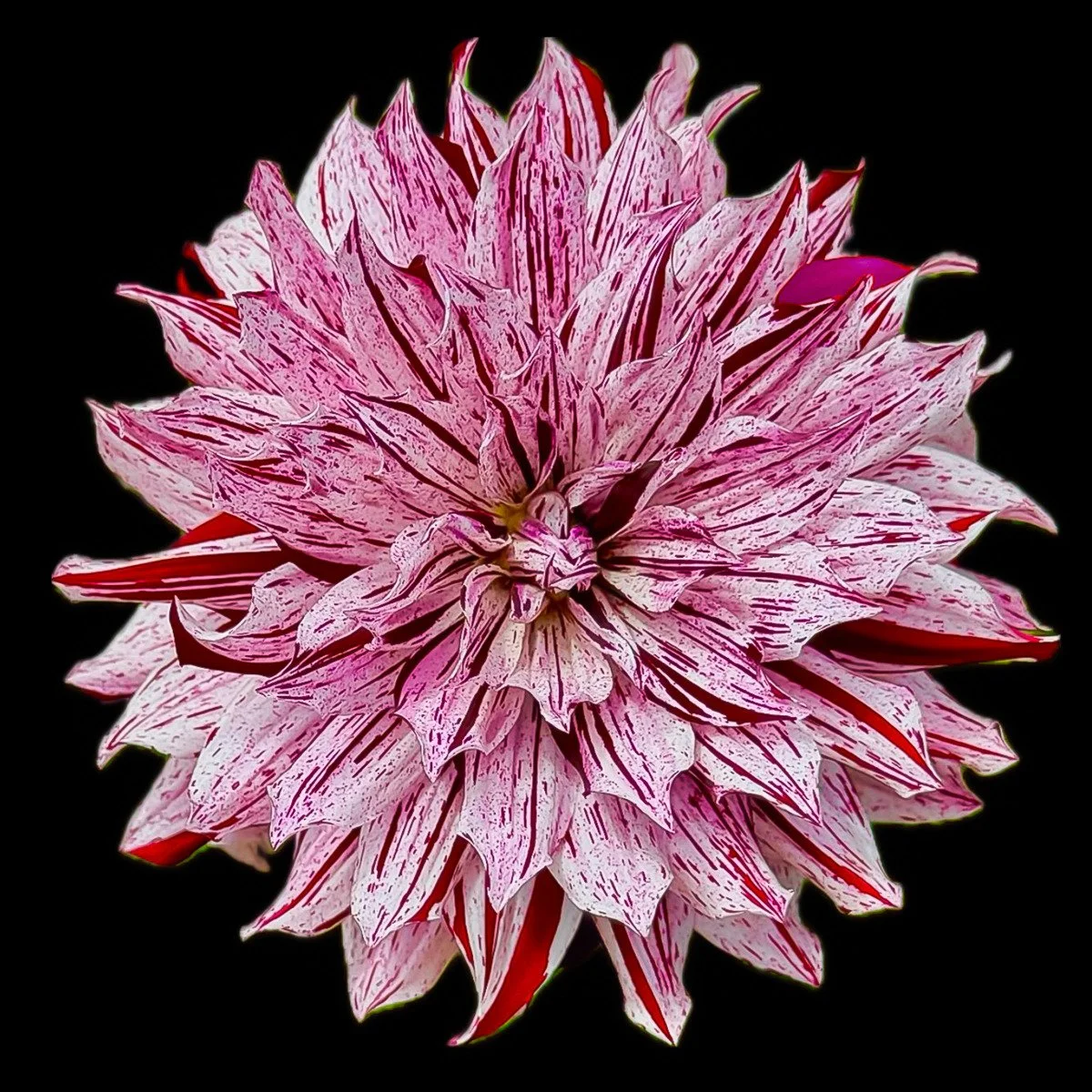 
Dahlia 2
signed edition of 50

16" X 16" • © 2024