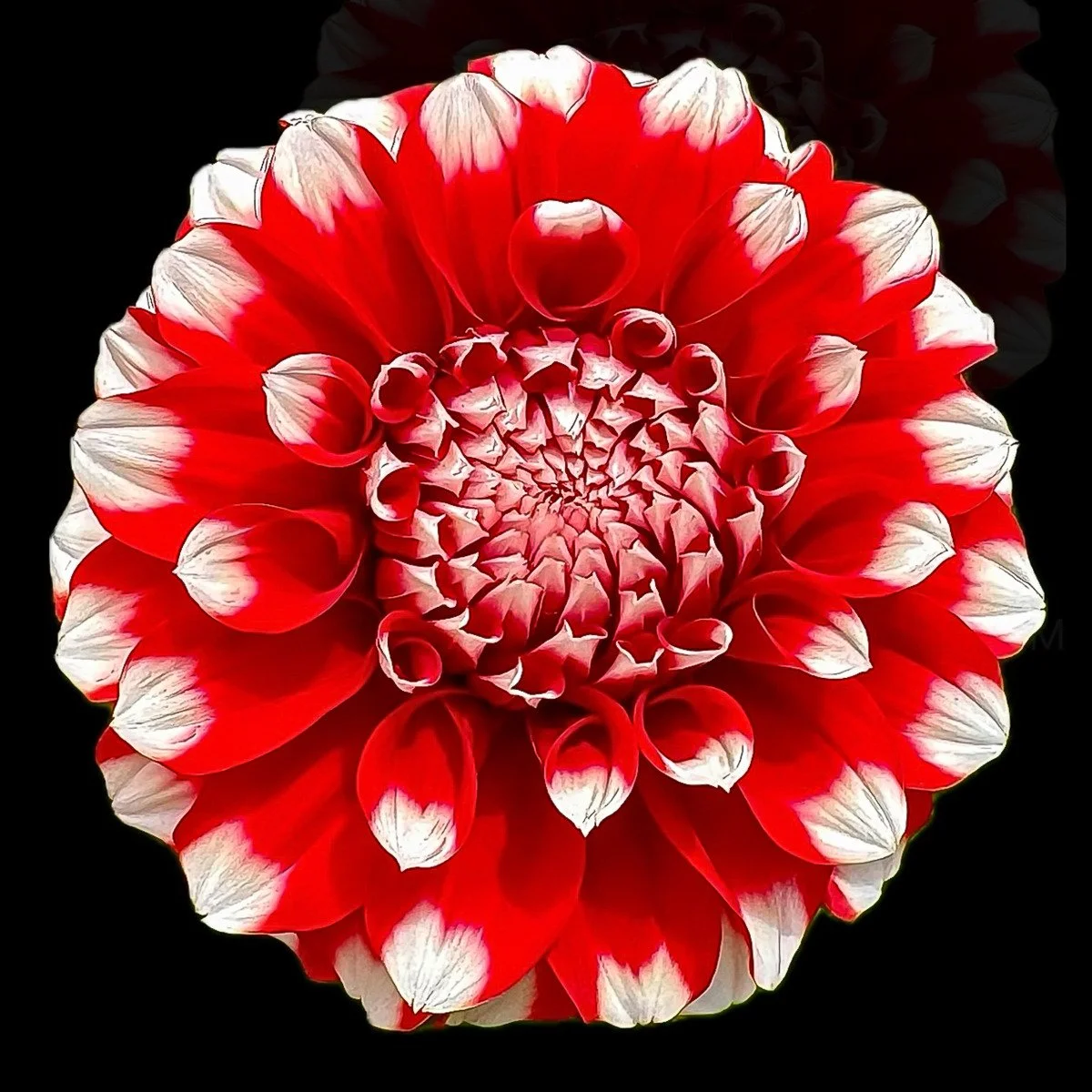 
Dahlia 3
signed edition of 50

16" X 16" • © 2024 