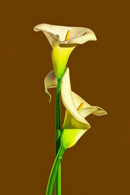 
Caress (sold)
Oil on canvas

36" X 24" • 2012