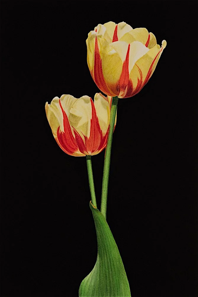 joyful watercolor by john arbuckle.jpg