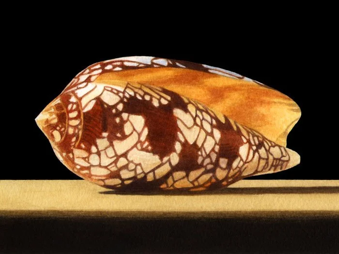 
Cone Shell